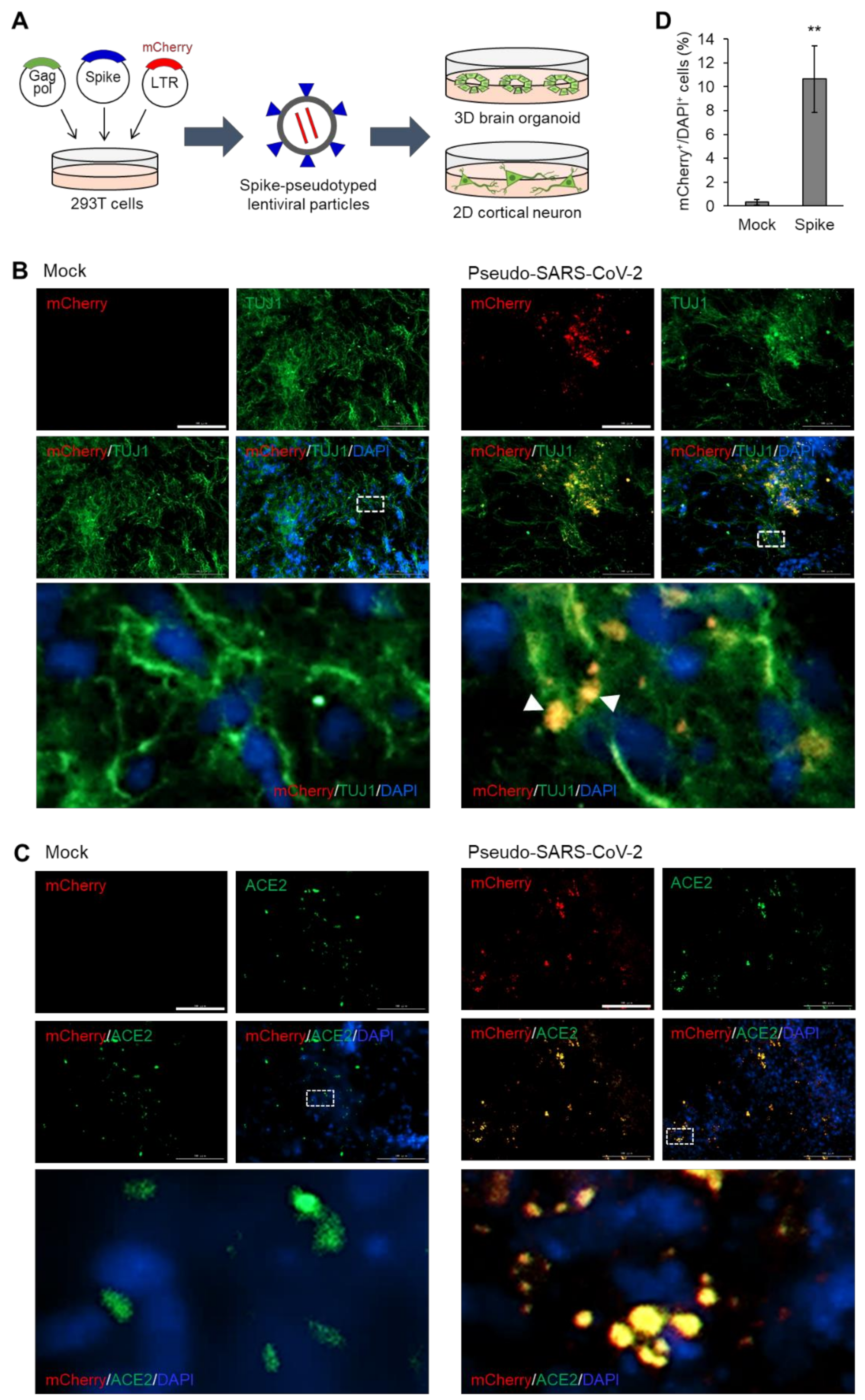 Viruses 12 01004 g001 Viruses 12 01004 g001