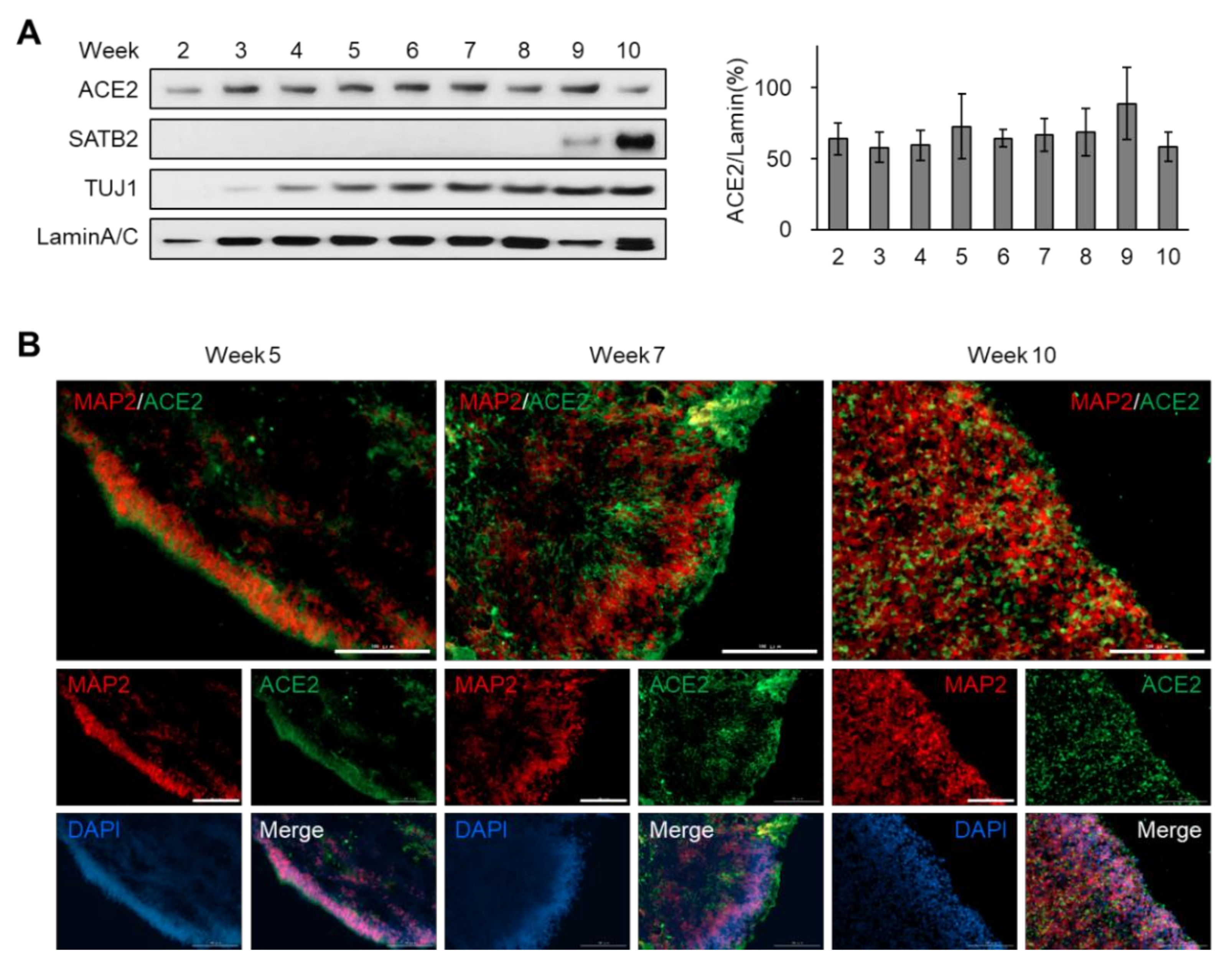 Viruses 12 01004 g002 Viruses 12 01004 g002