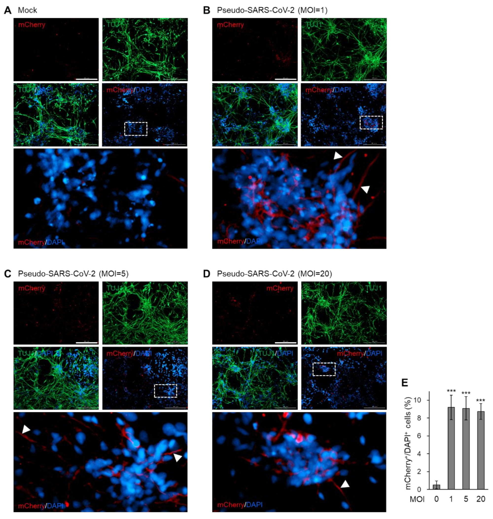 Viruses 12 01004 g004 Viruses 12 01004 g004