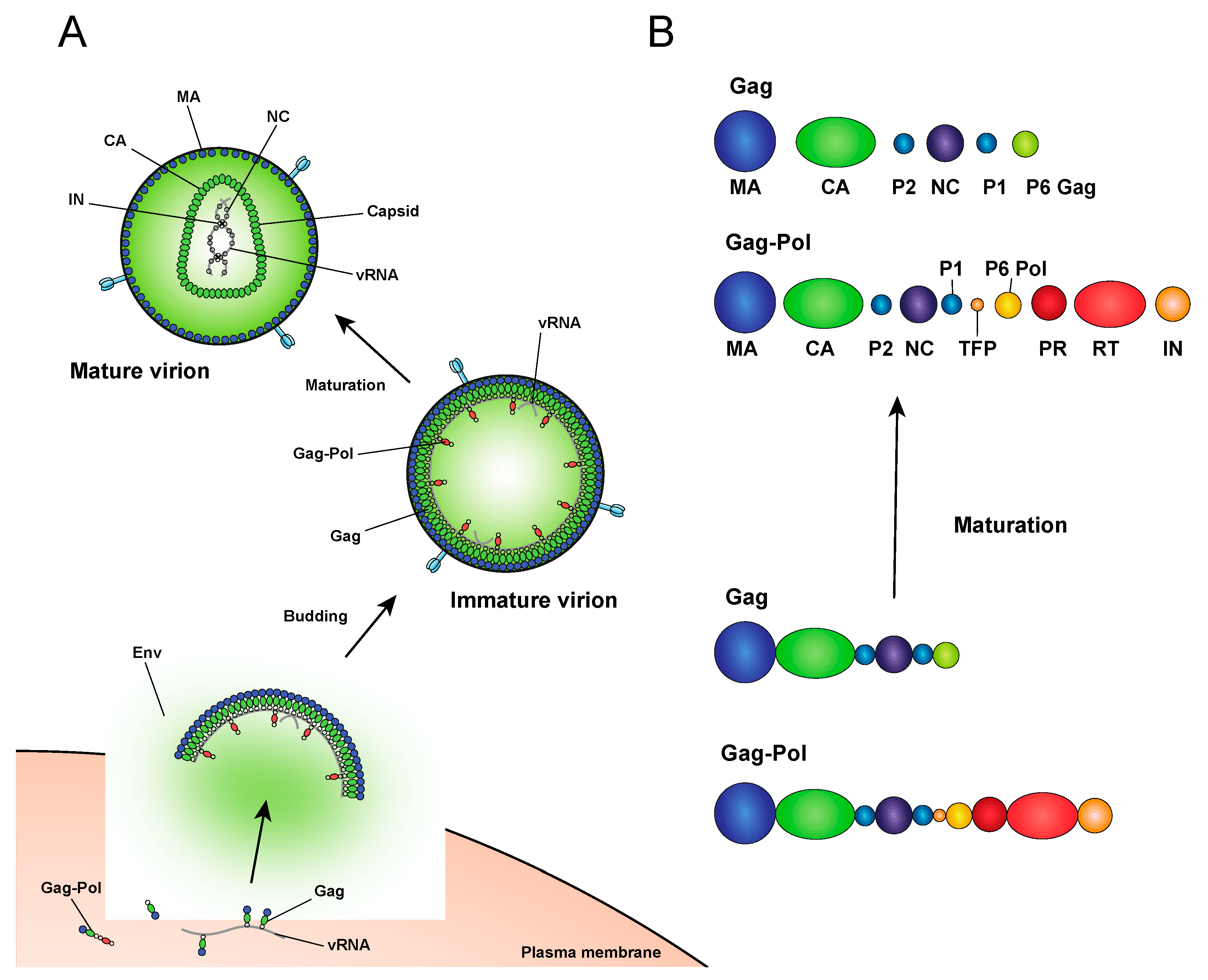 Viruses 12 01005 g002