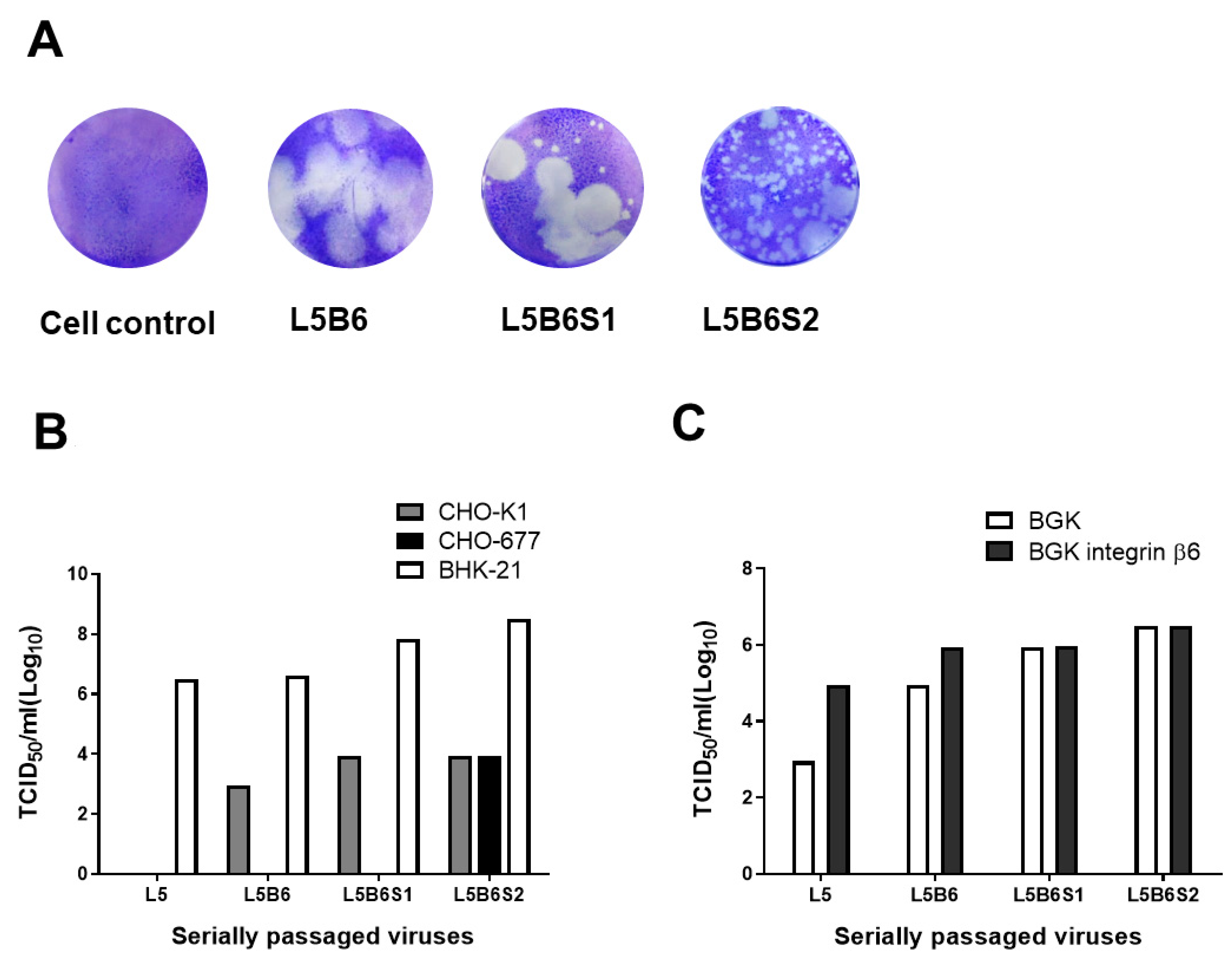 Viruses 12 01012 g001 Viruses 12 01012 g001