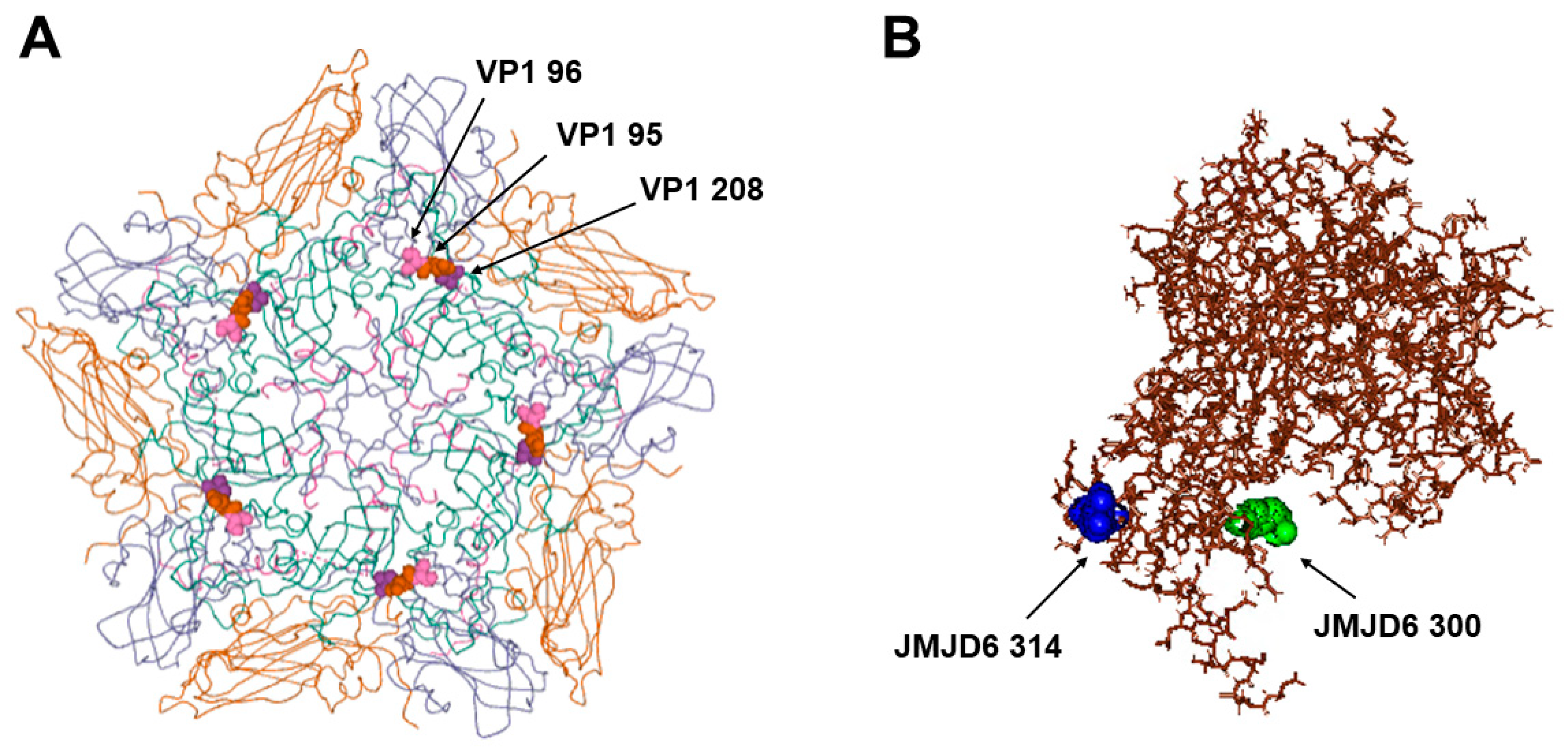 Viruses 12 01012 g005 Viruses 12 01012 g005
