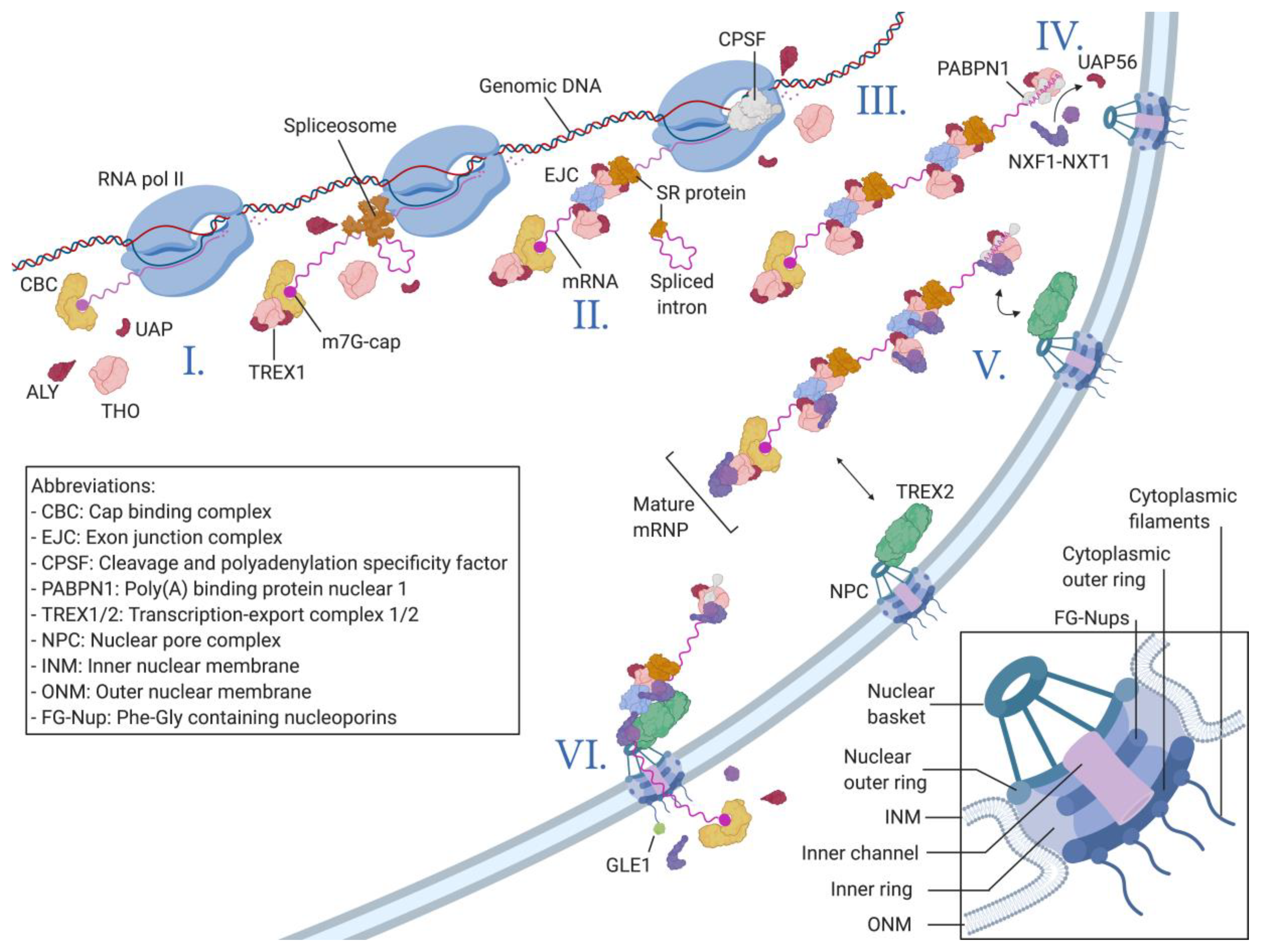 Viruses Free Full-Text Strength in Diversity Nuclear Export of Viral RNAs picture