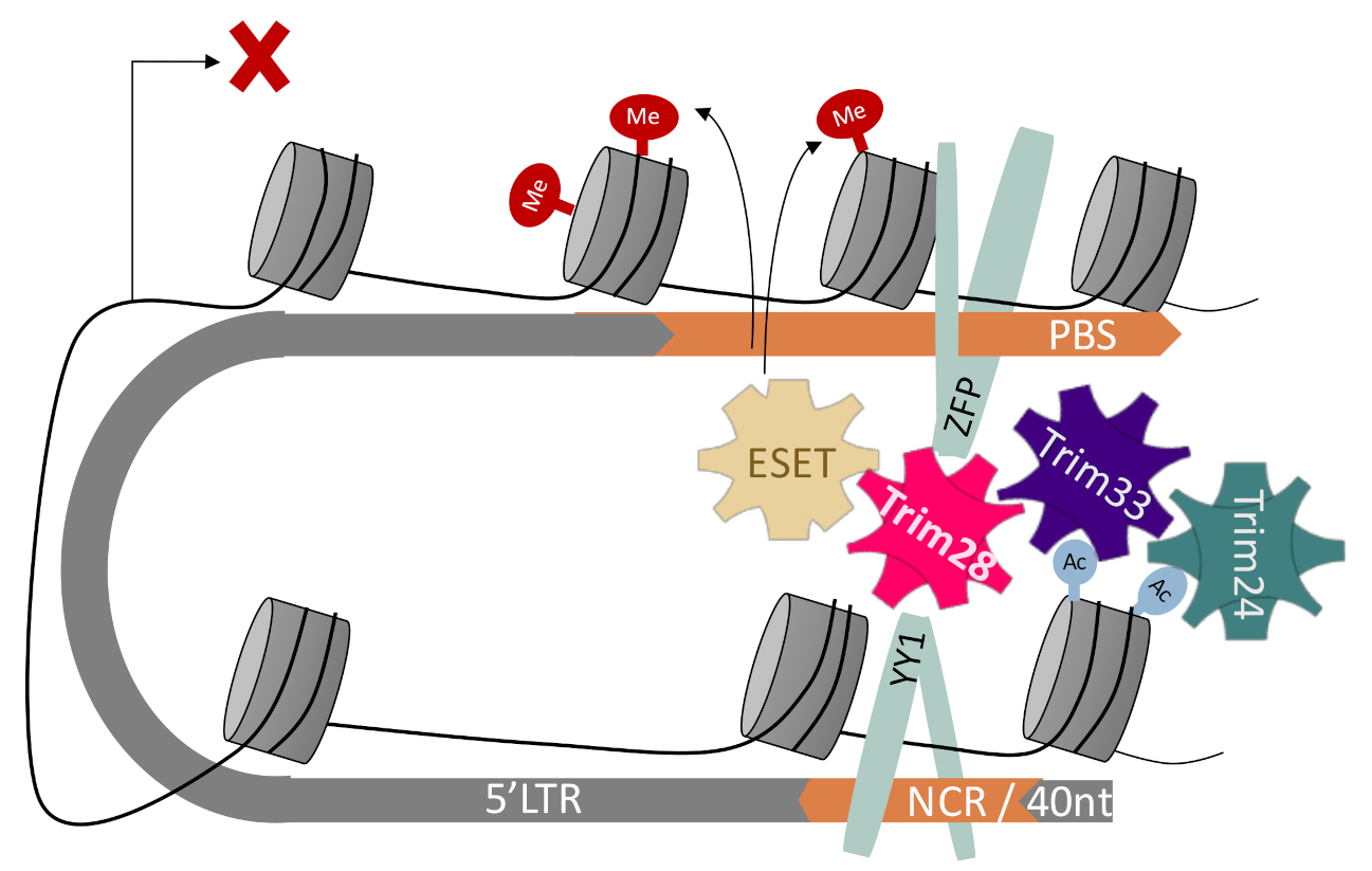 Viruses 12 01015 g005 Viruses 12 01015 g005