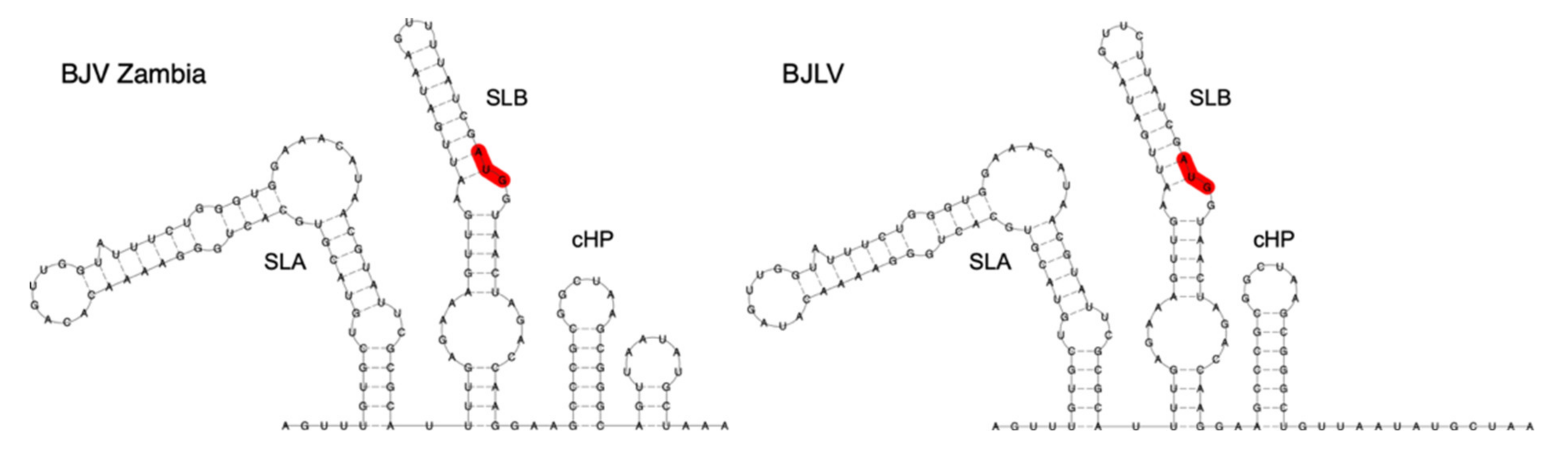 Viruses 12 01017 g003