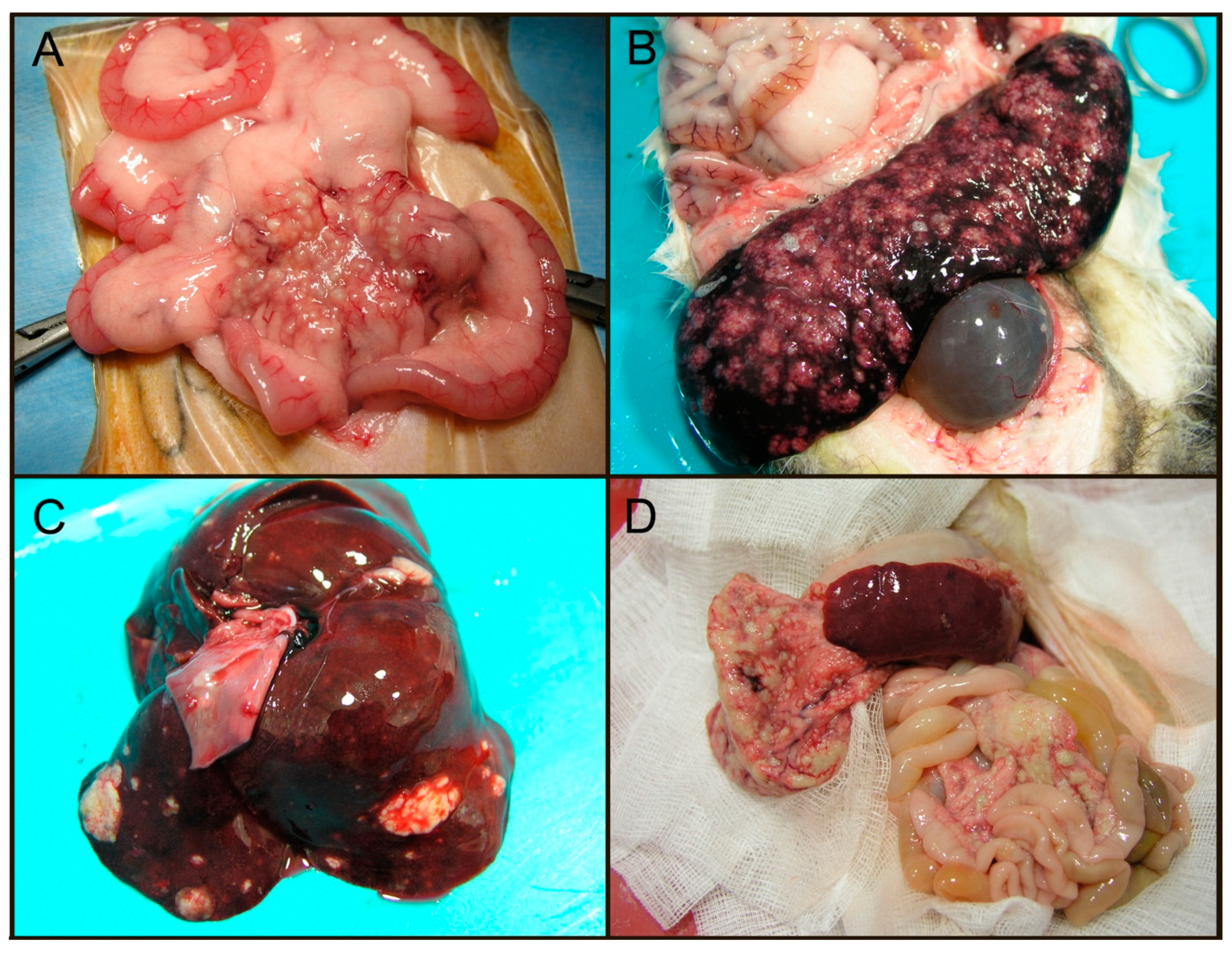 Viruses 12 01023 g004 Viruses 12 01023 g004