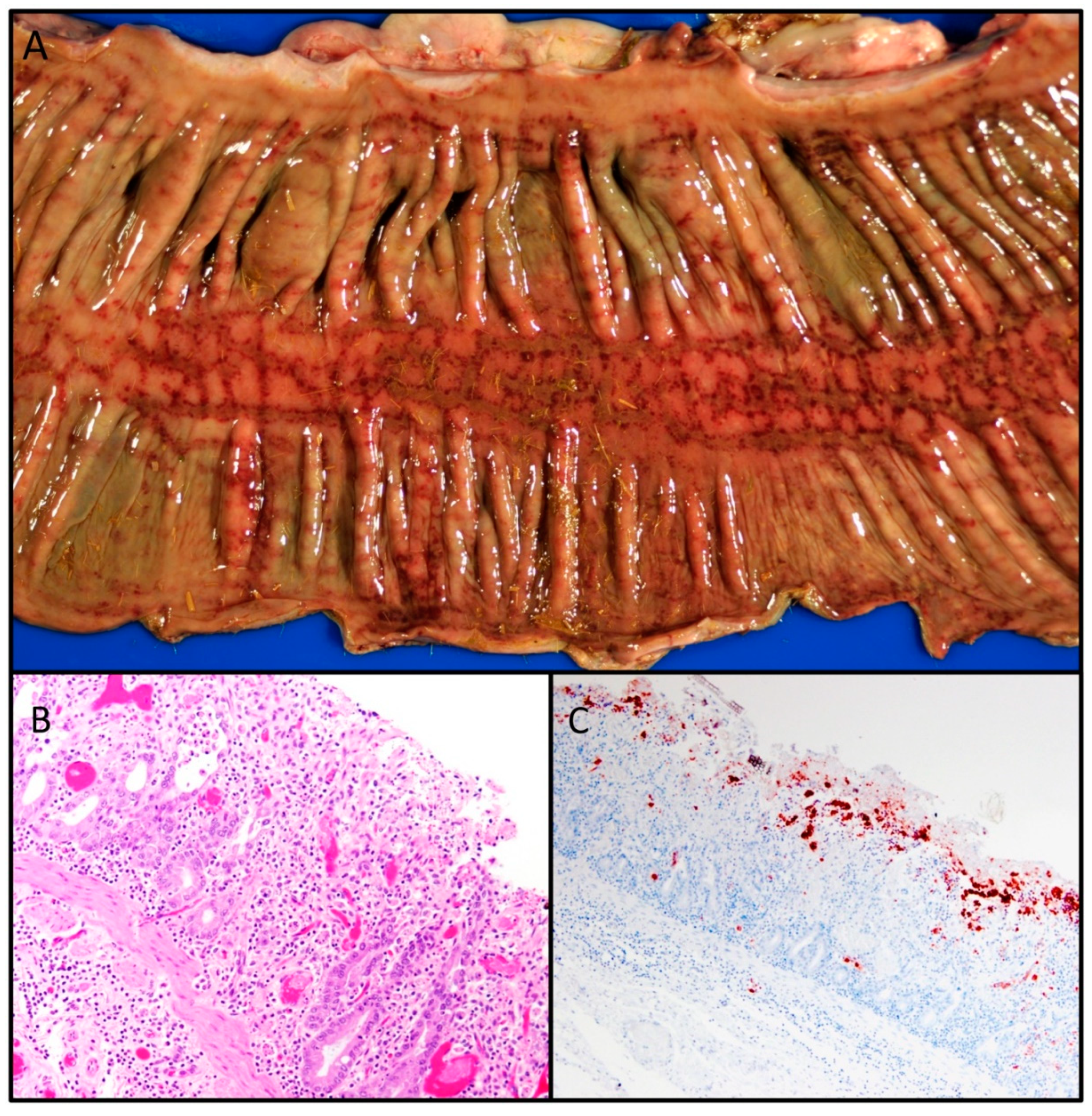 Viruses 12 01023 g005 Viruses 12 01023 g005