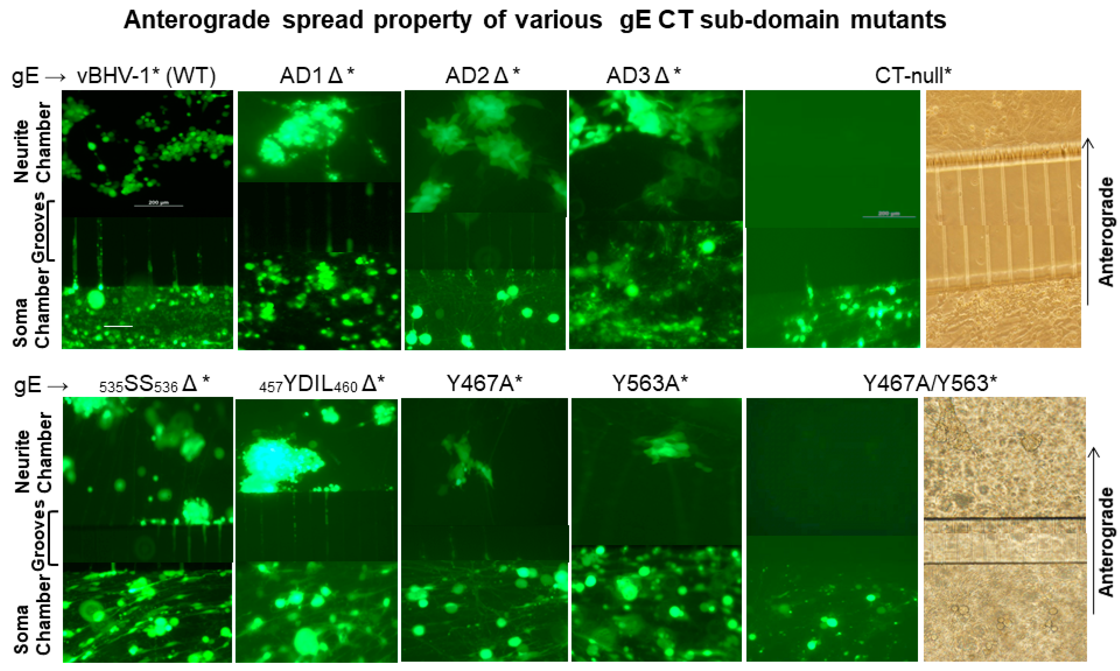 Viruses 12 01025 g002