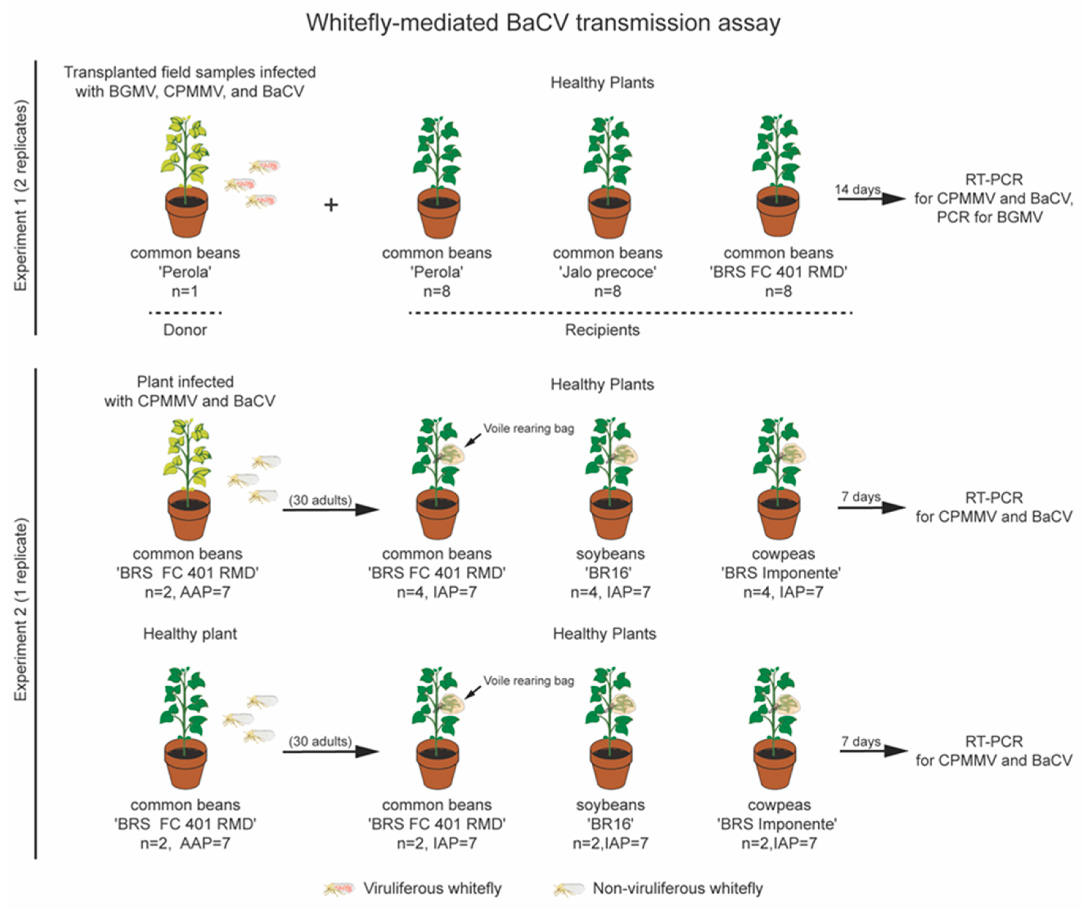 Viruses 12 01028 g003
