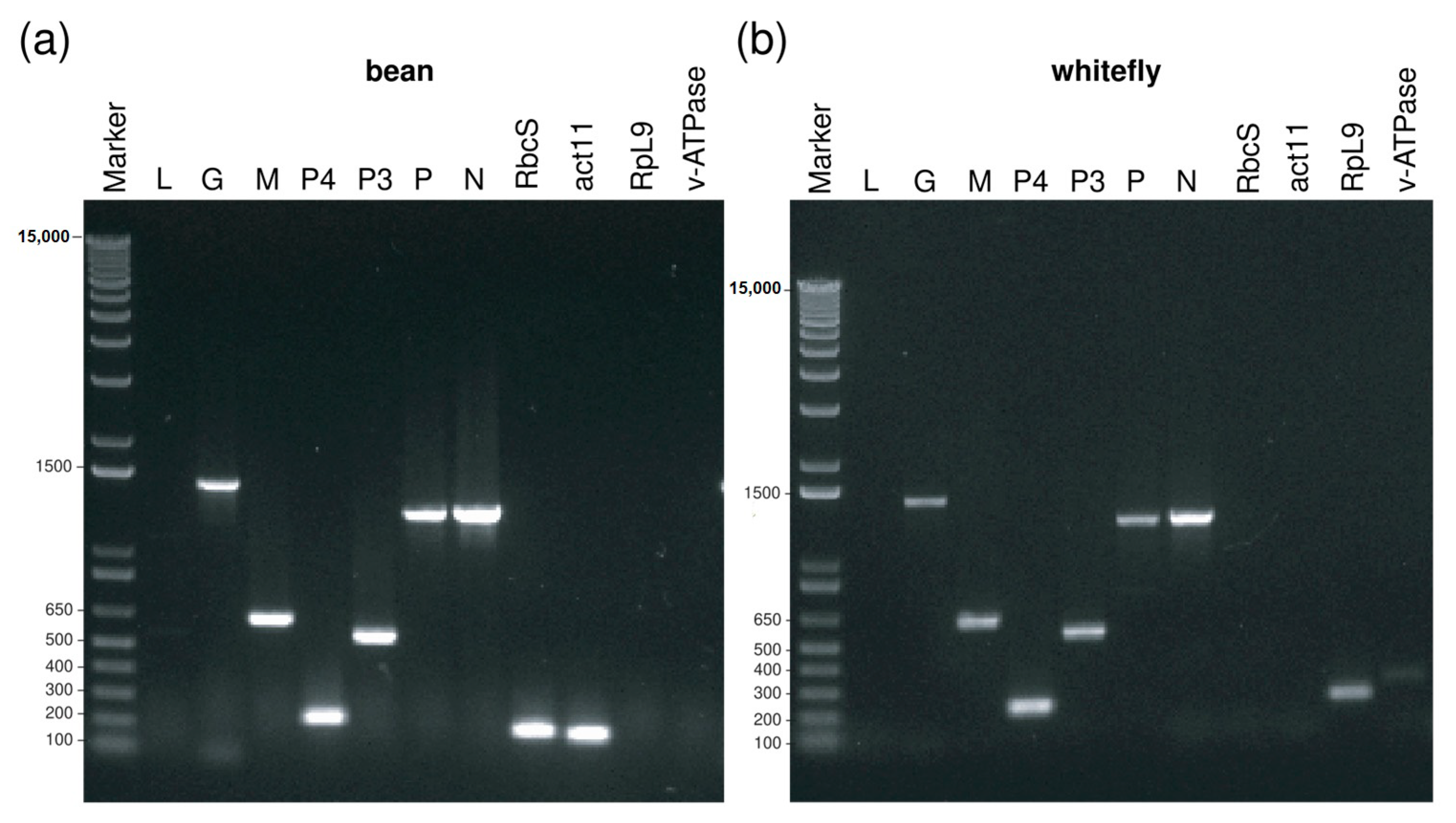 Viruses 12 01028 g008