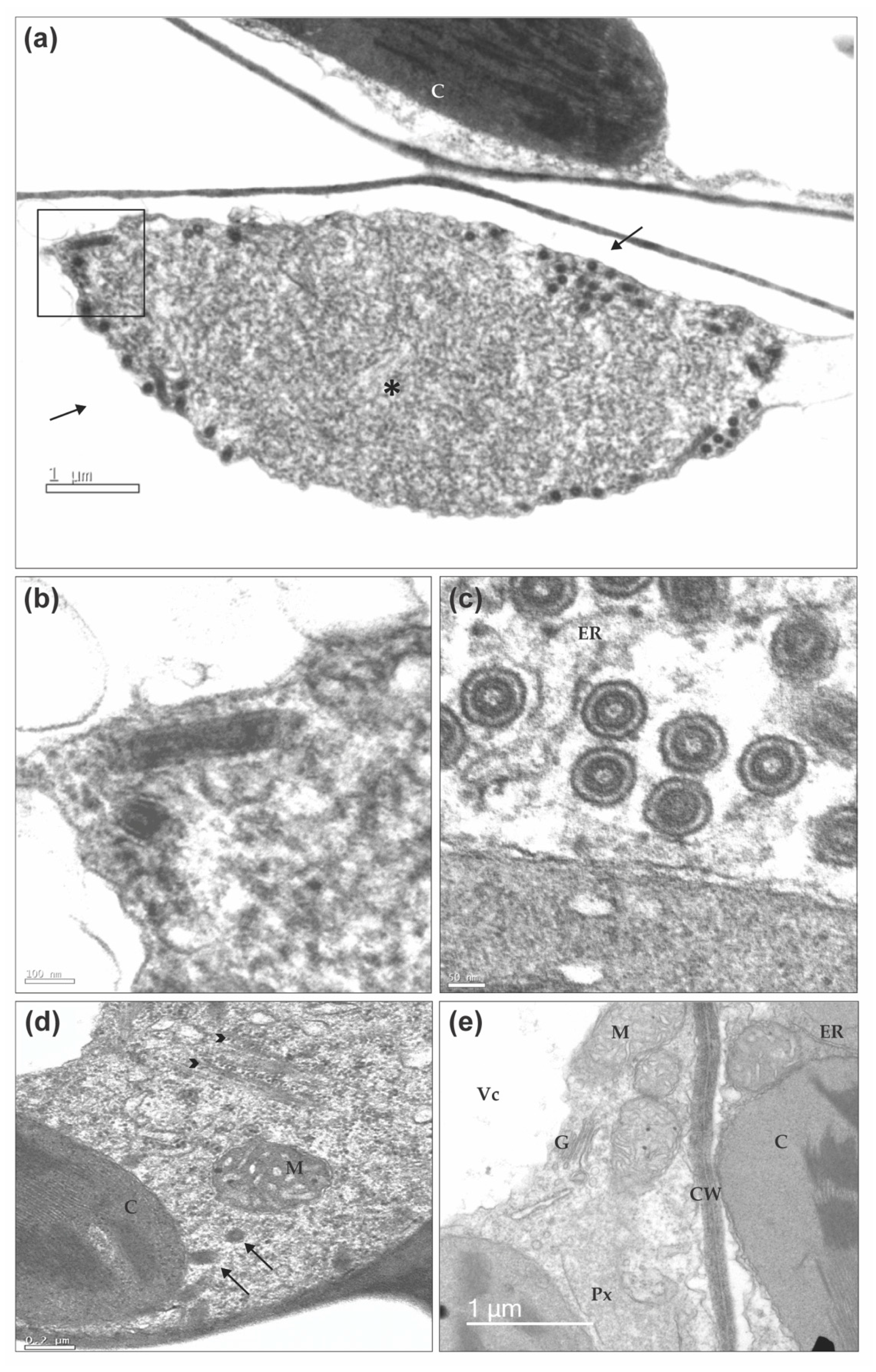 Viruses 12 01028 g009