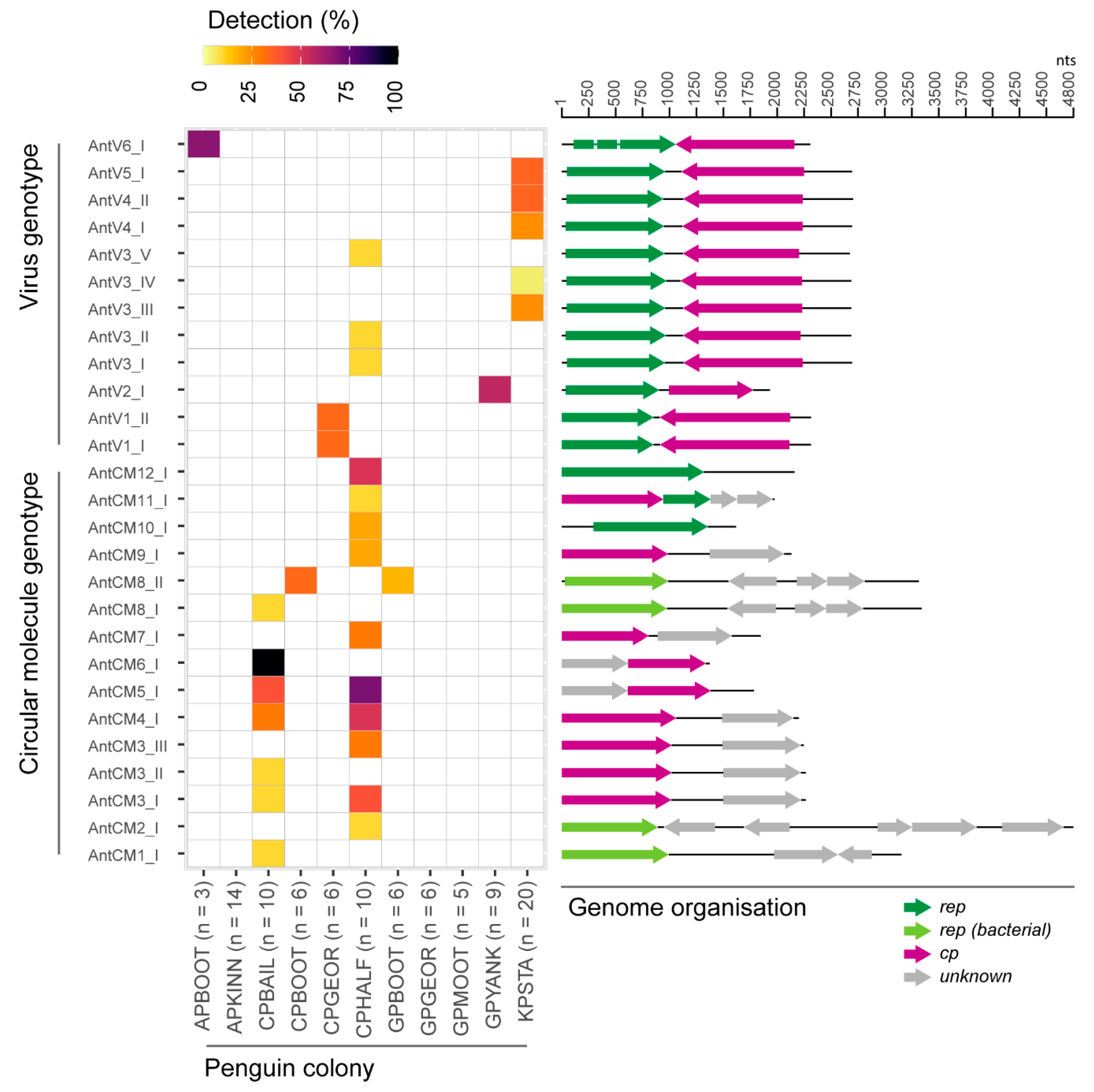 Viruses 12 01029 g002