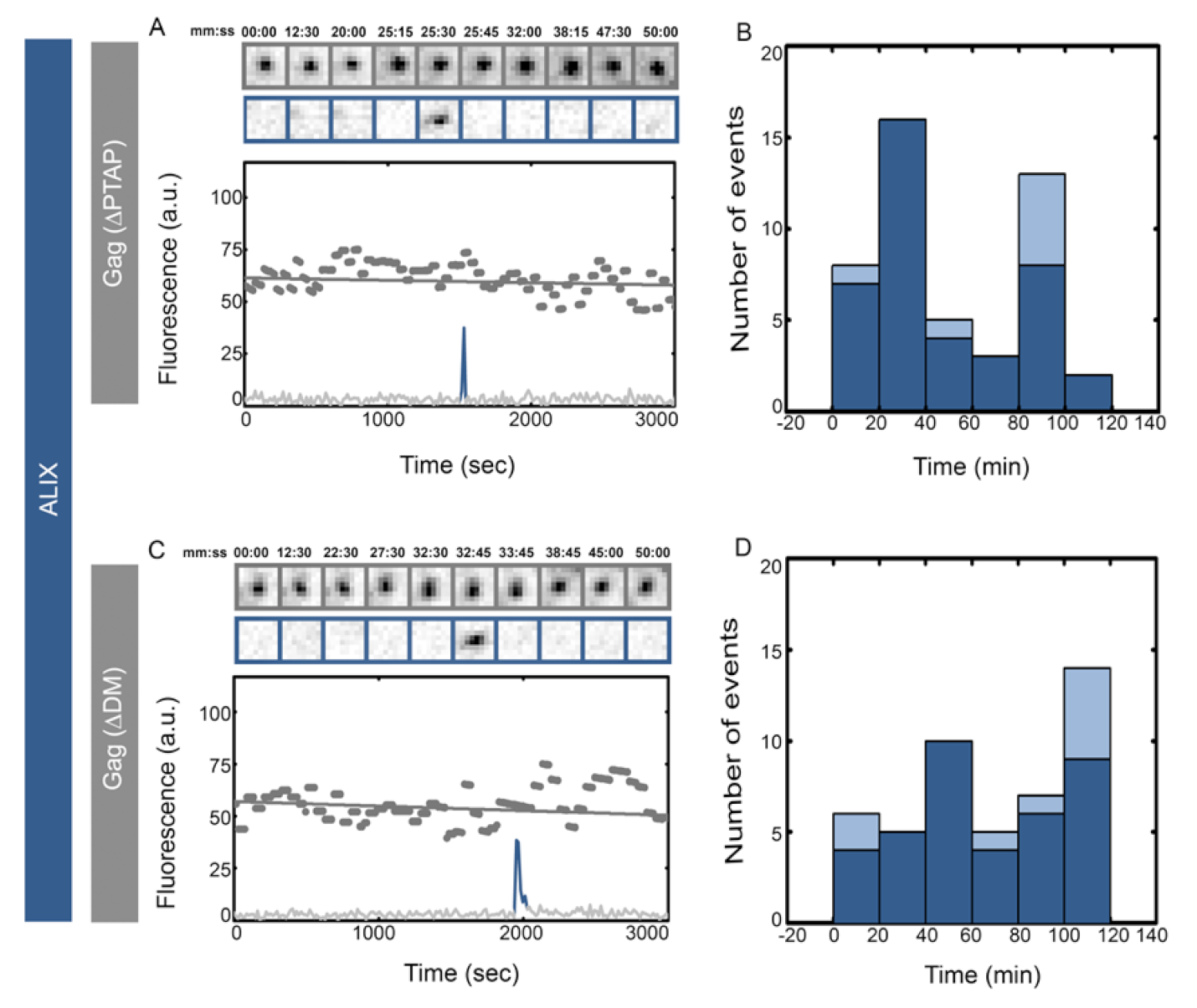 Viruses 12 01032 g005