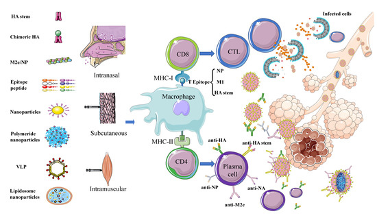 Viruses 12 01033 g003 550