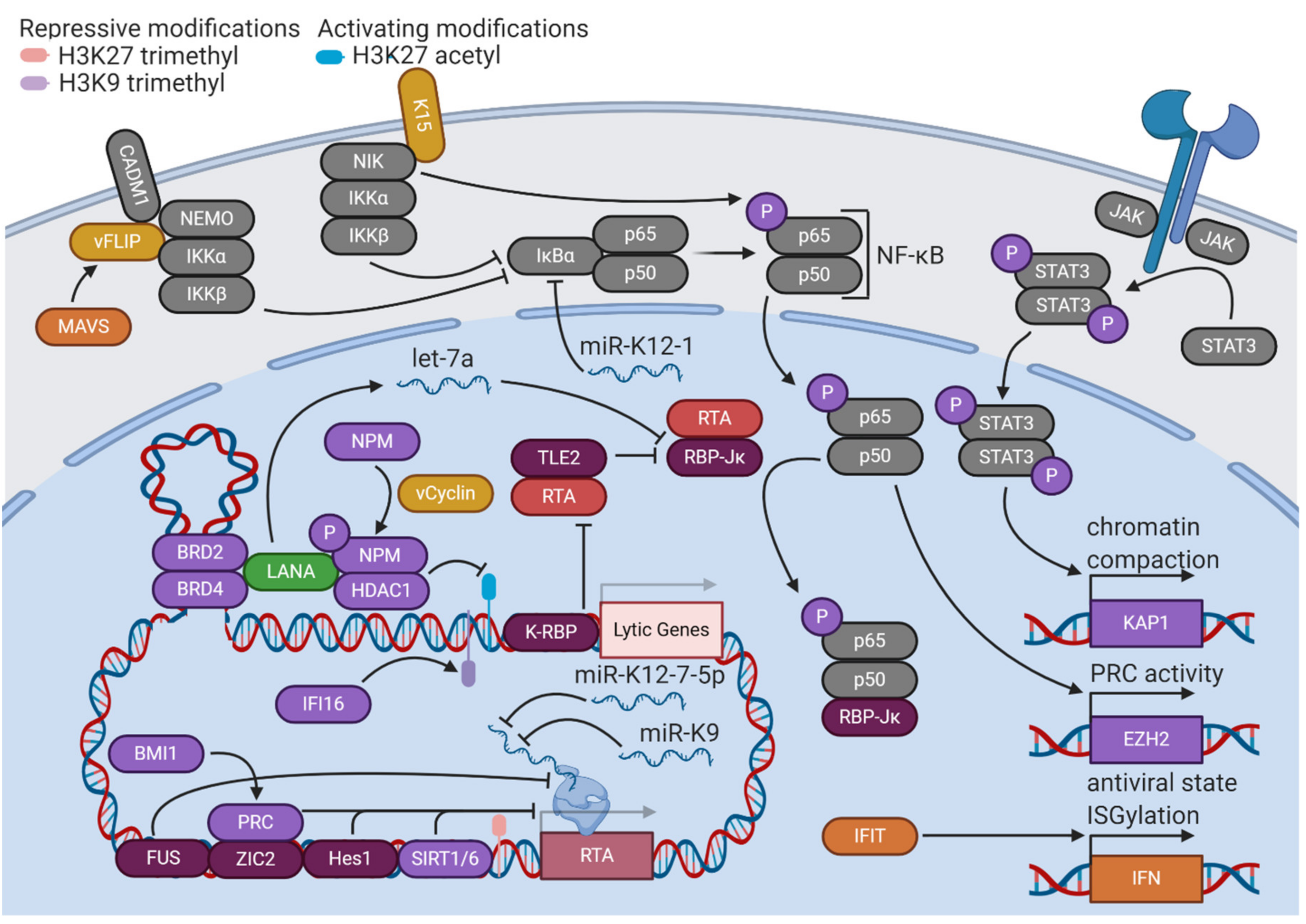 Viruses 12 01034 g002 Viruses 12 01034 g002