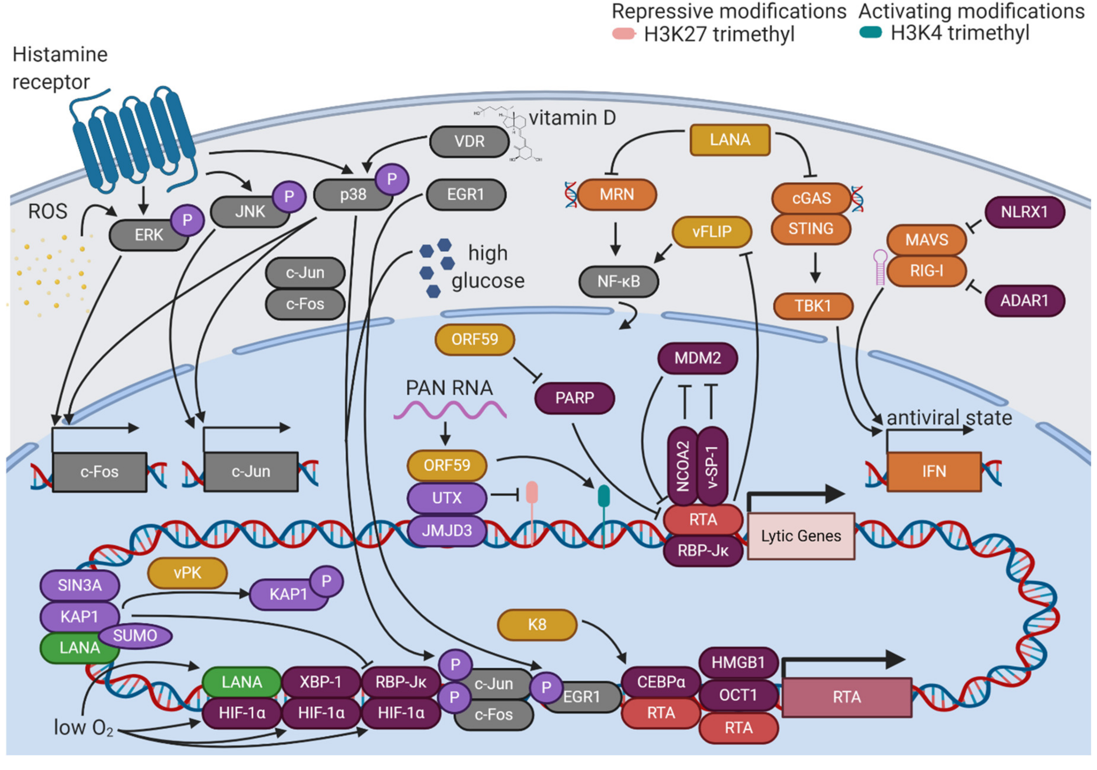 Viruses 12 01034 g003 Viruses 12 01034 g003