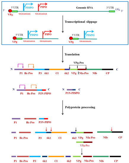 Viruses 12 01037 g001 550