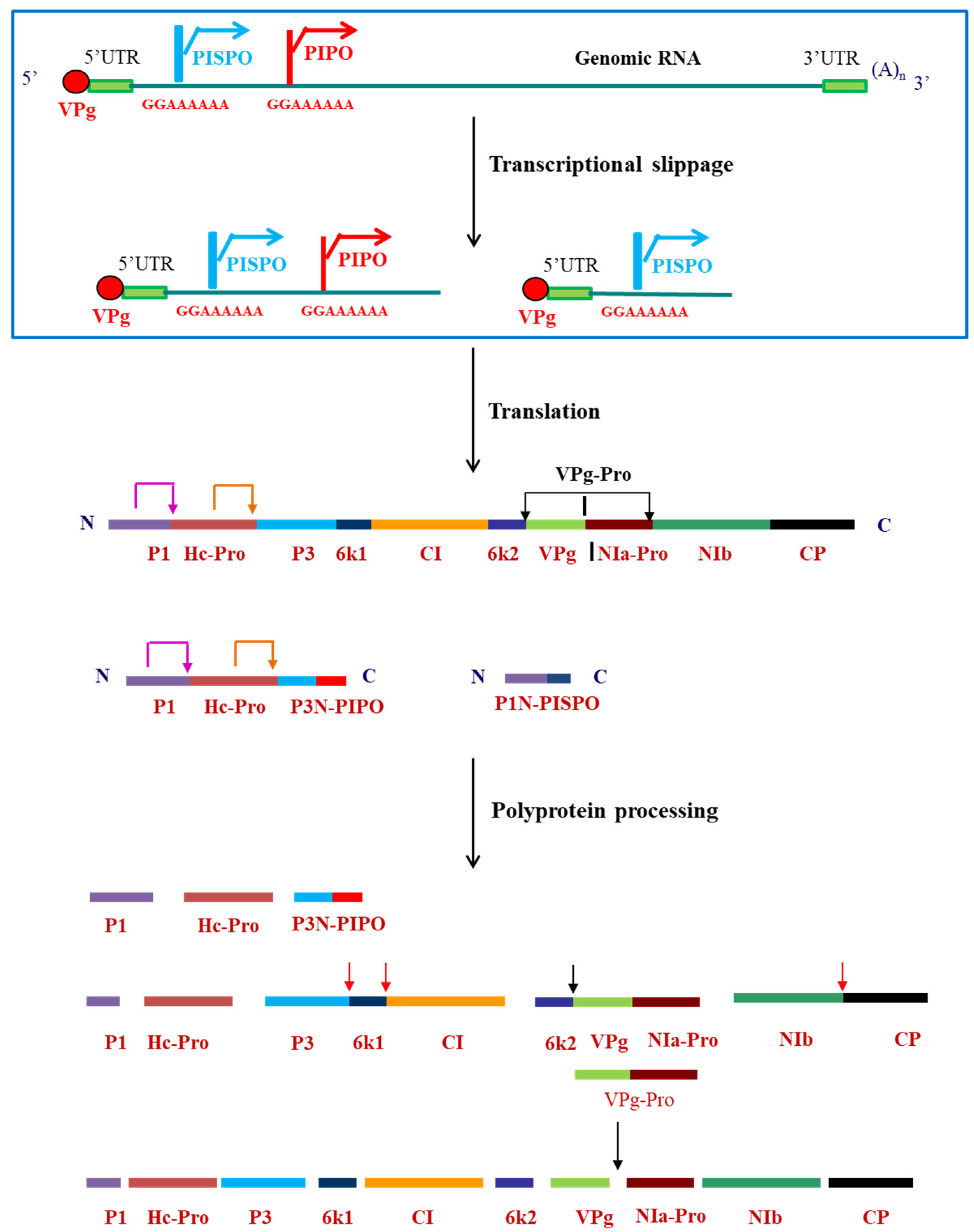 Viruses 12 01037 g001 Viruses 12 01037 g001