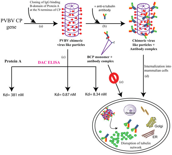 Viruses 12 01037 g003 550