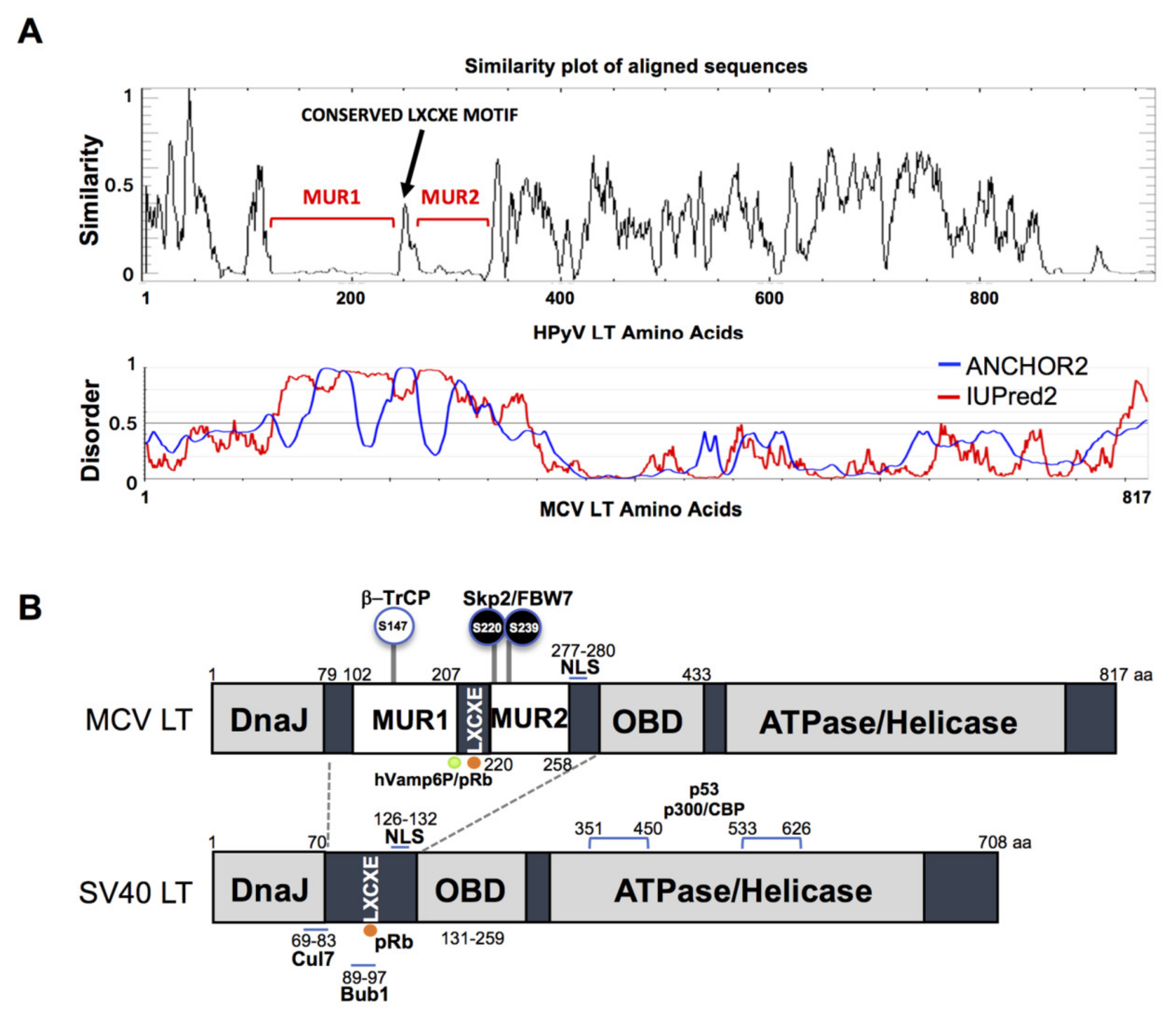 Viruses 12 01043 g001 Viruses 12 01043 g001