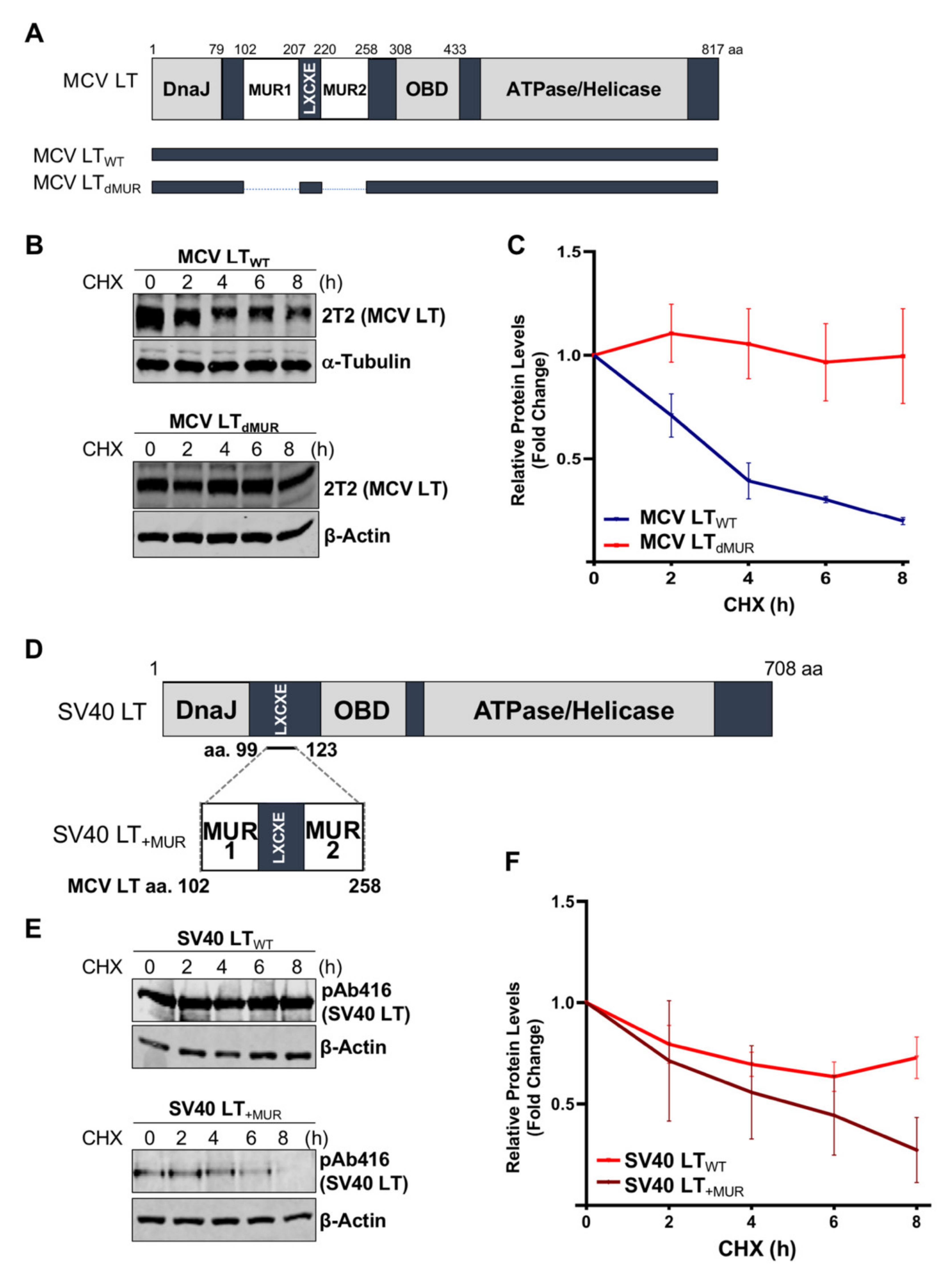 Viruses 12 01043 g002 Viruses 12 01043 g002