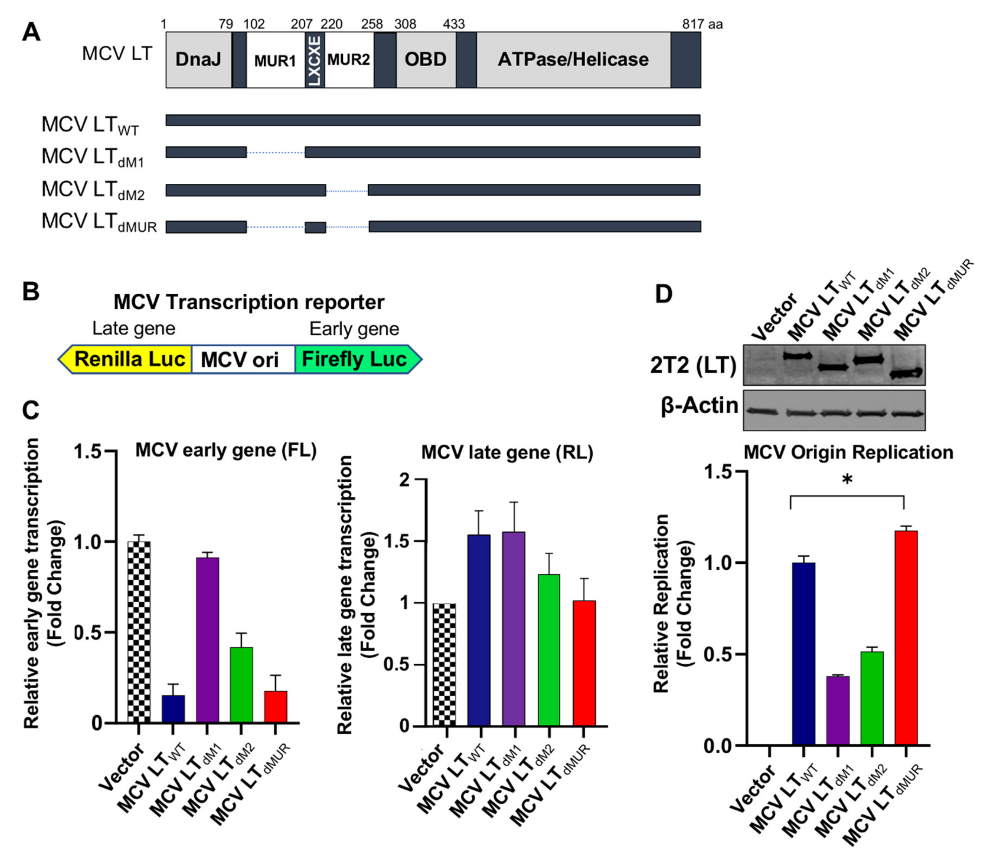 Viruses 12 01043 g003 Viruses 12 01043 g003