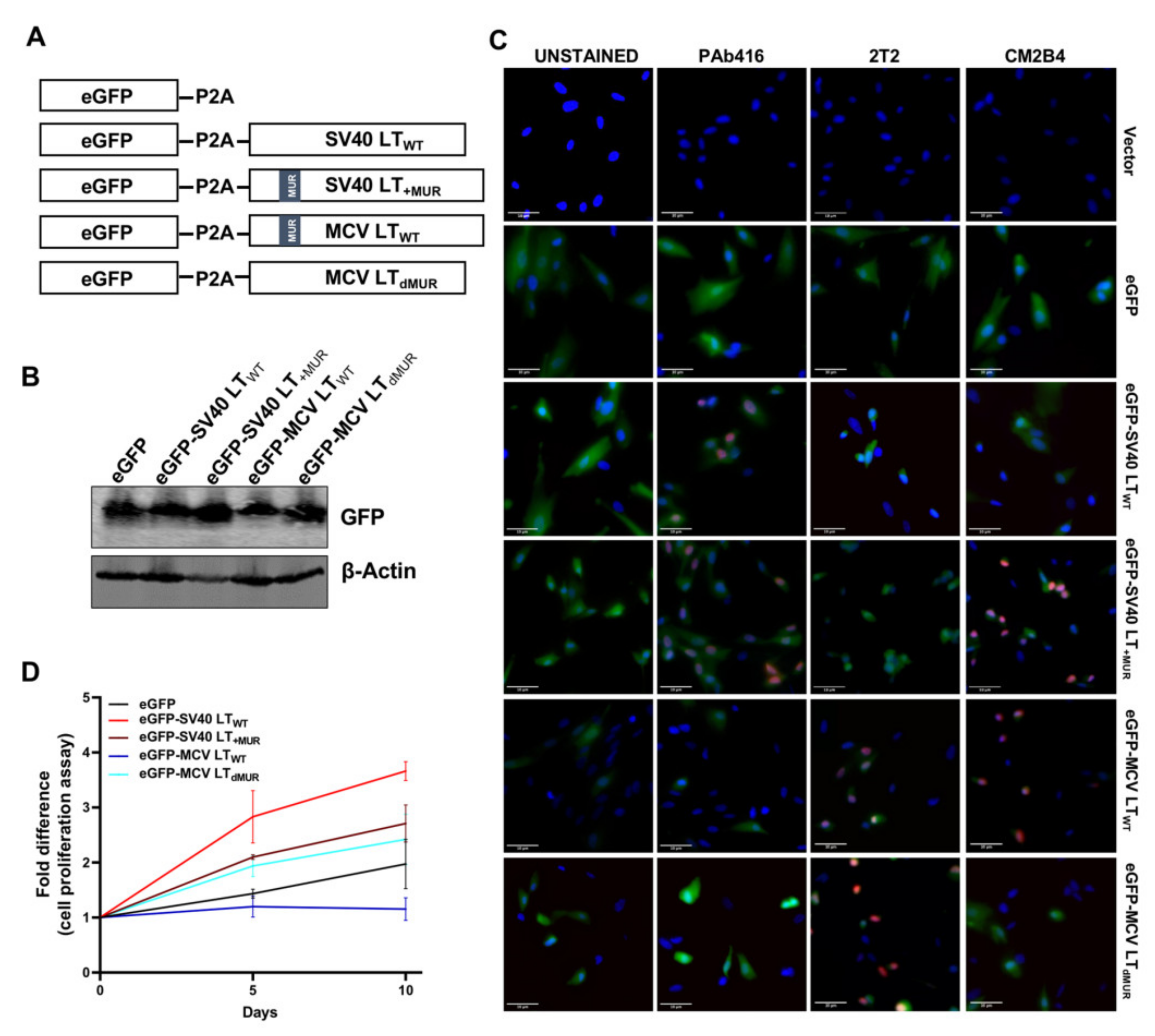 Viruses 12 01043 g004 Viruses 12 01043 g004