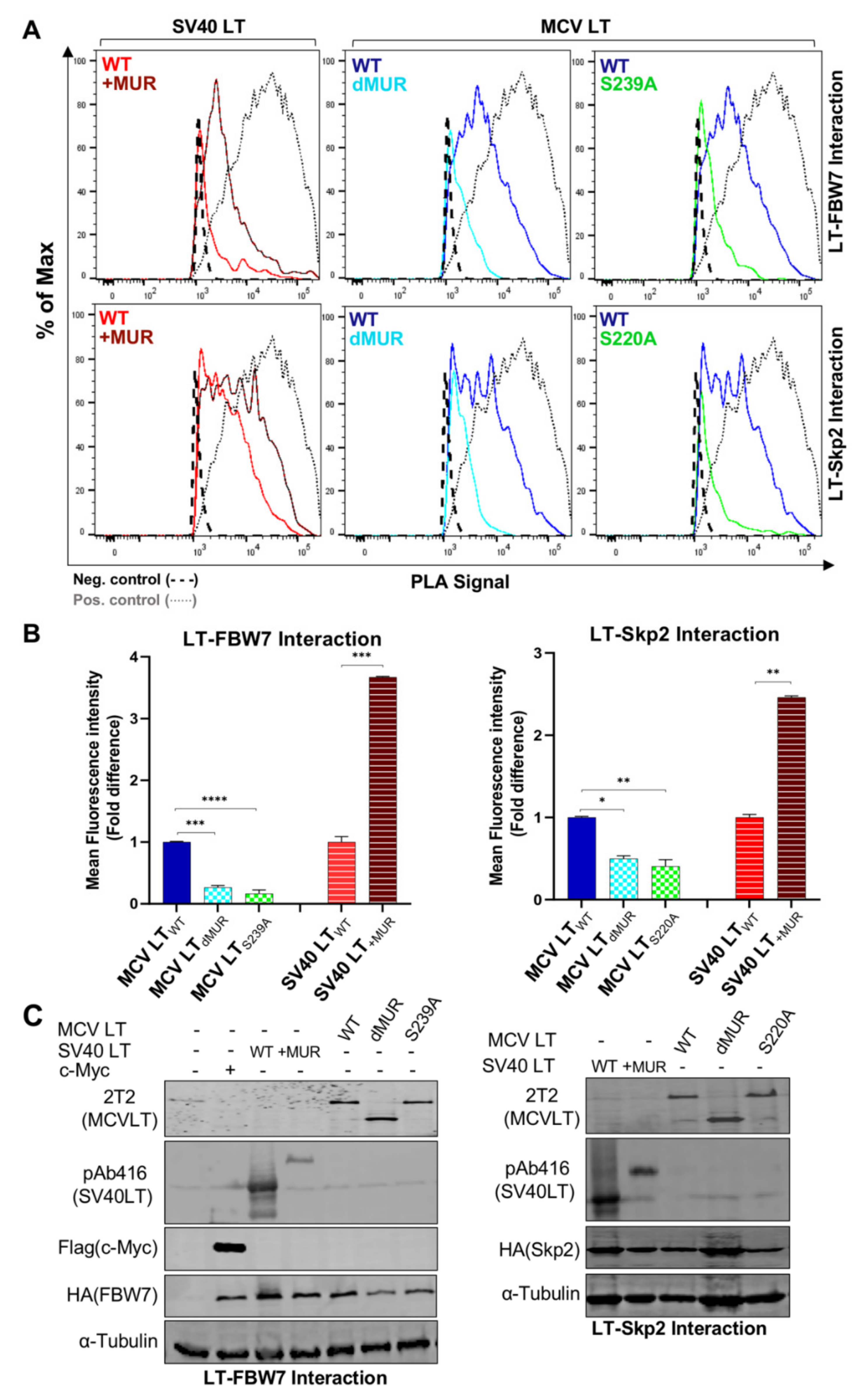 Viruses 12 01043 g005 Viruses 12 01043 g005