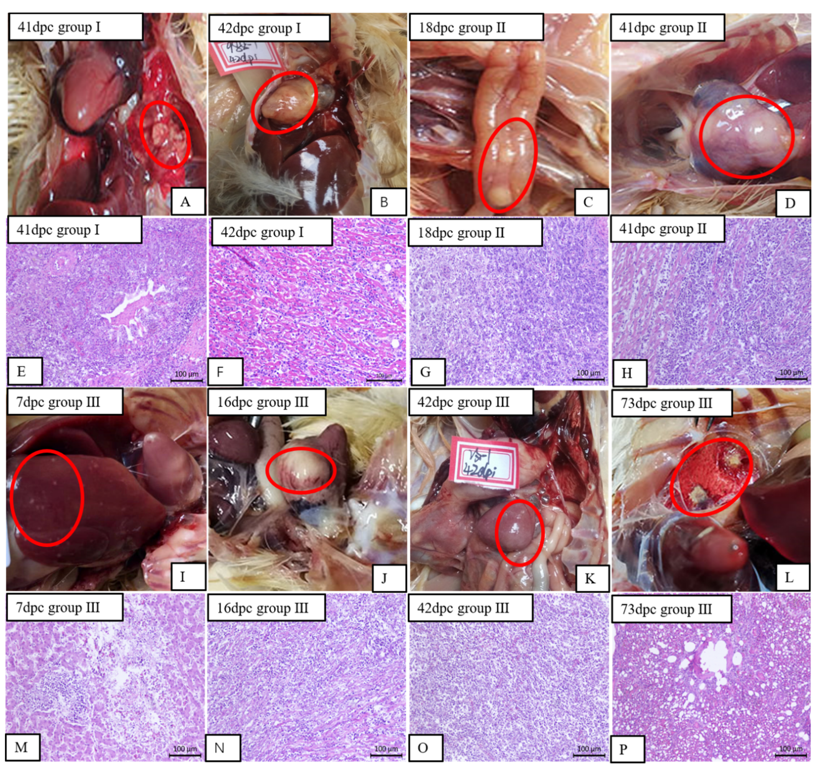 Viruses 12 01048 g006