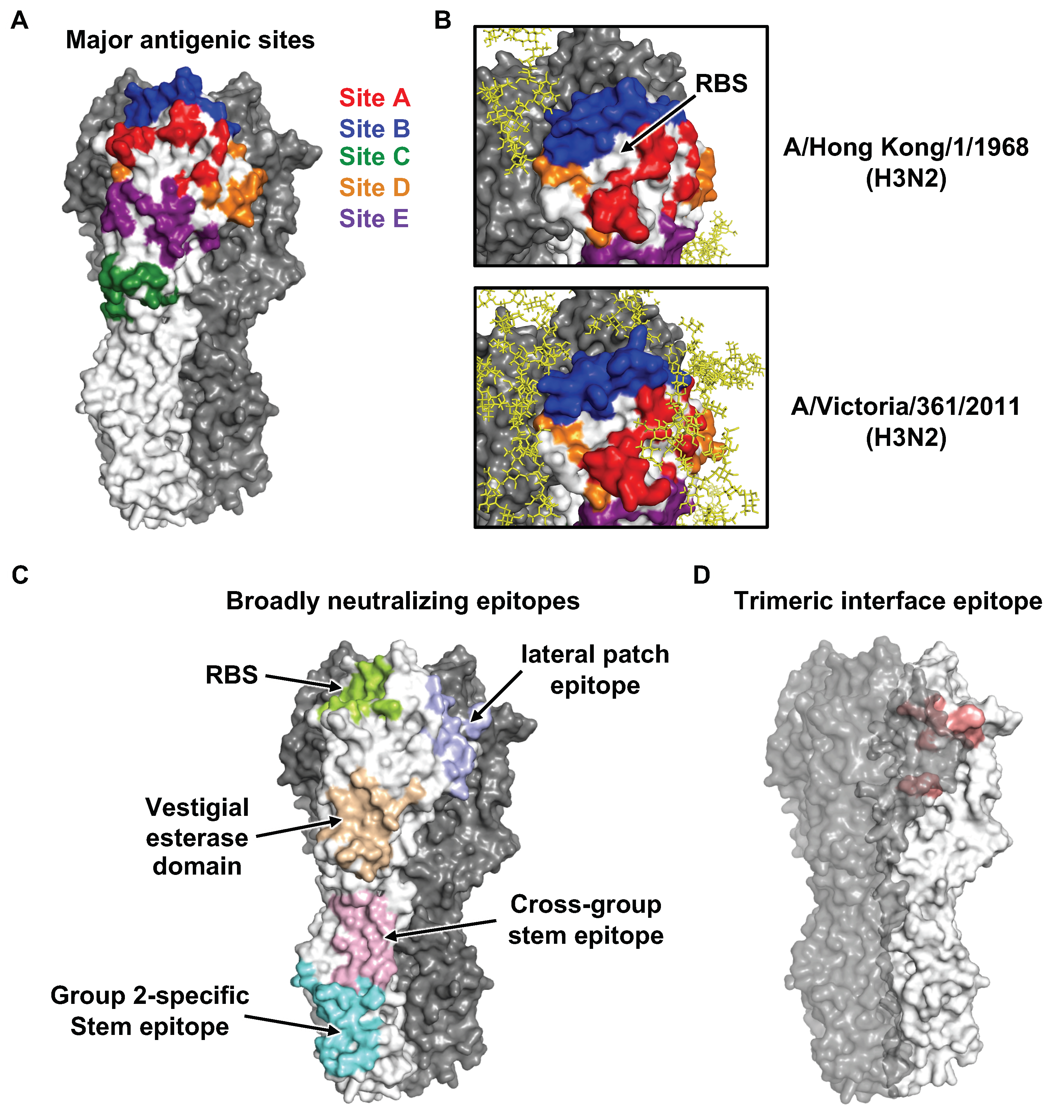 Viruses 12 01053 g003