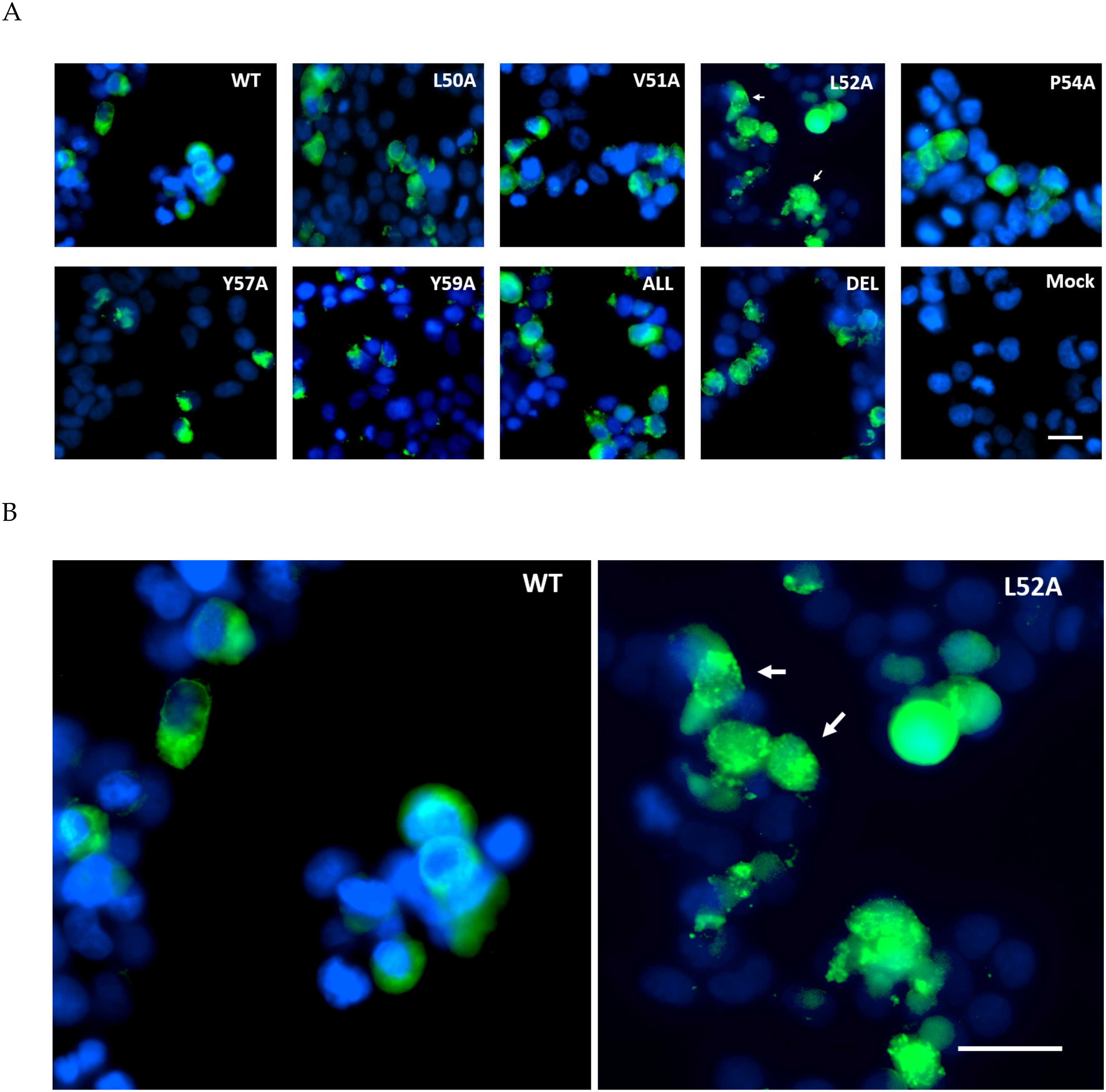 Viruses 12 01054 g003 Viruses 12 01054 g003