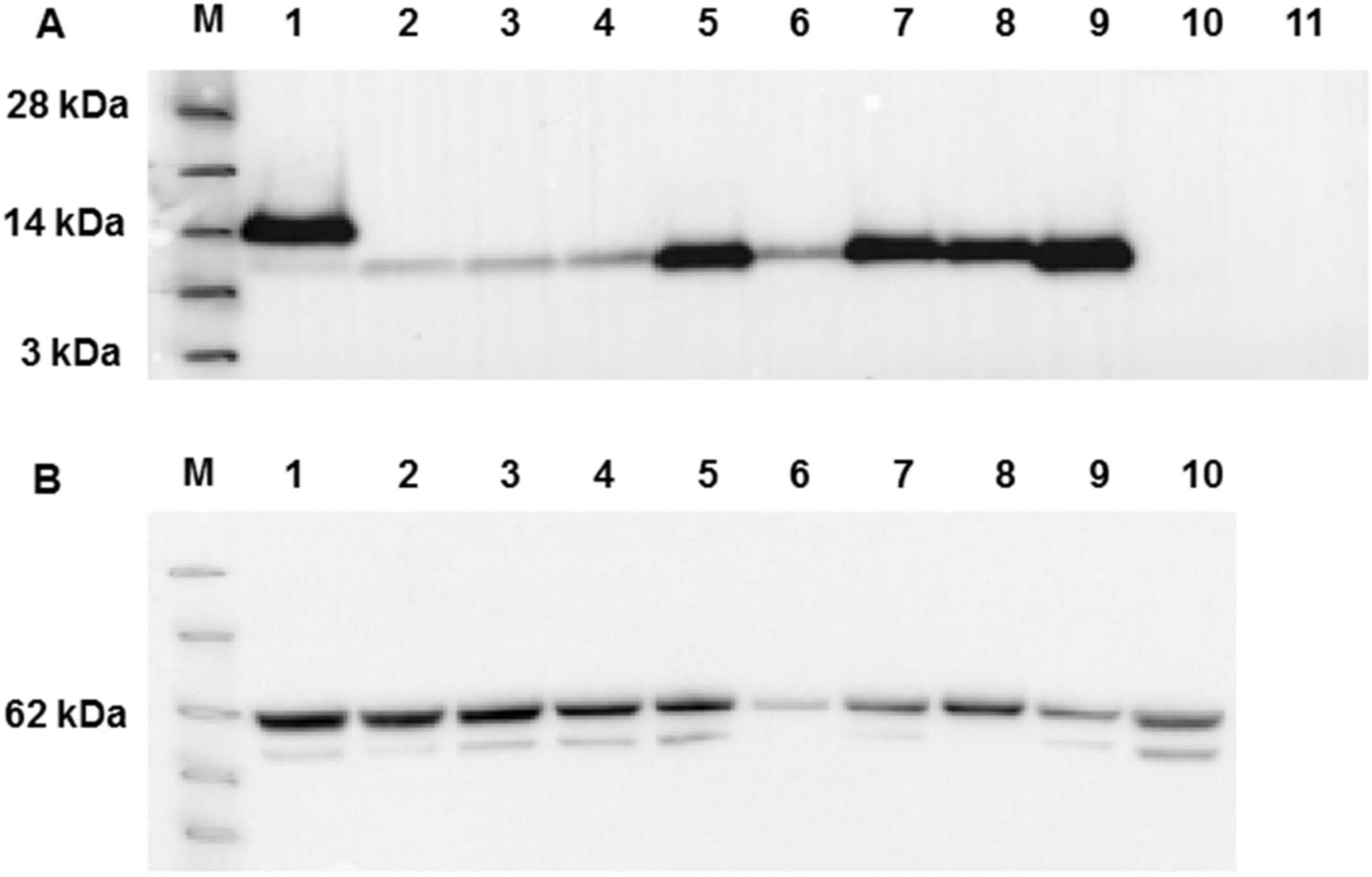 Viruses 12 01054 g004 Viruses 12 01054 g004