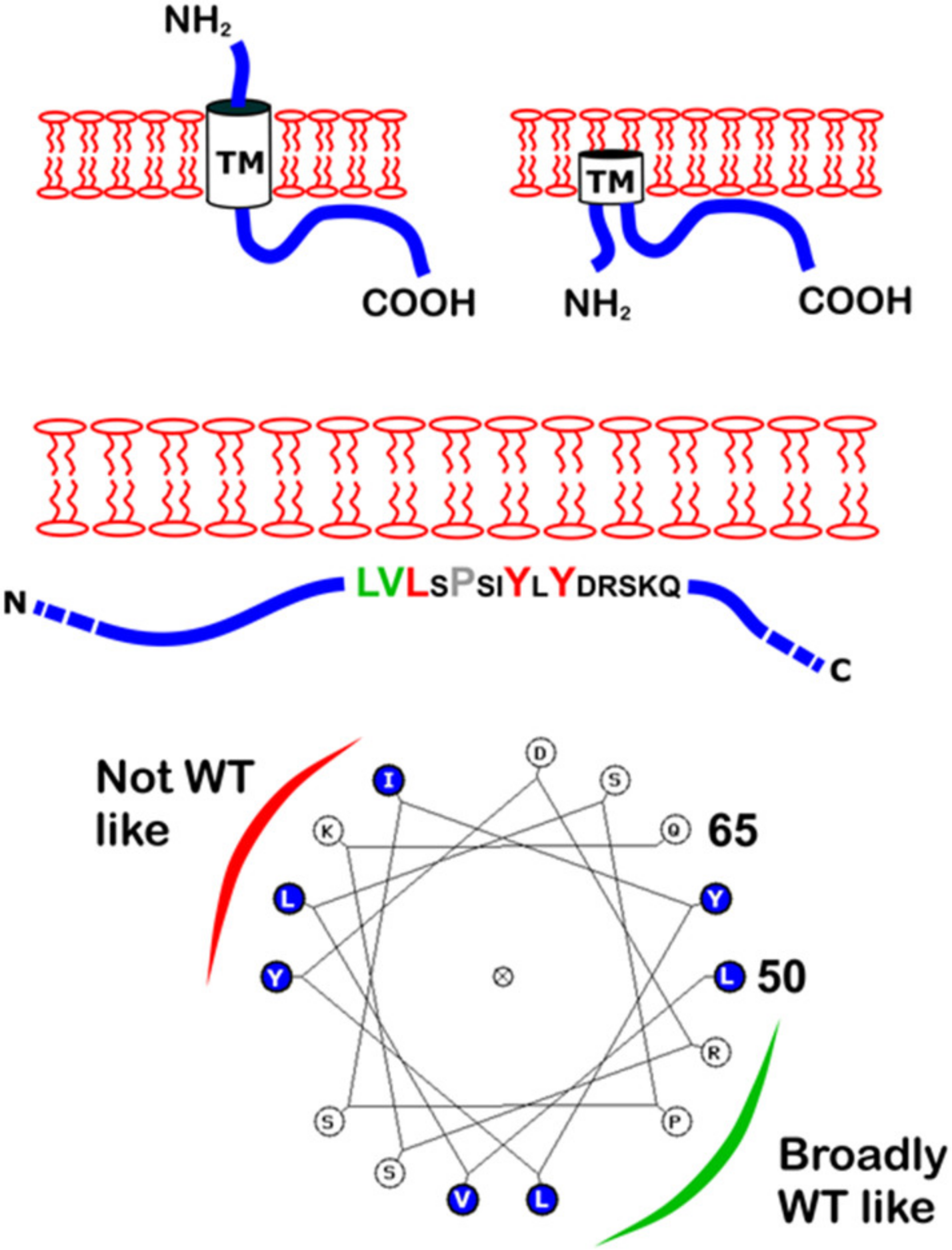 Viruses 12 01054 g006 Viruses 12 01054 g006