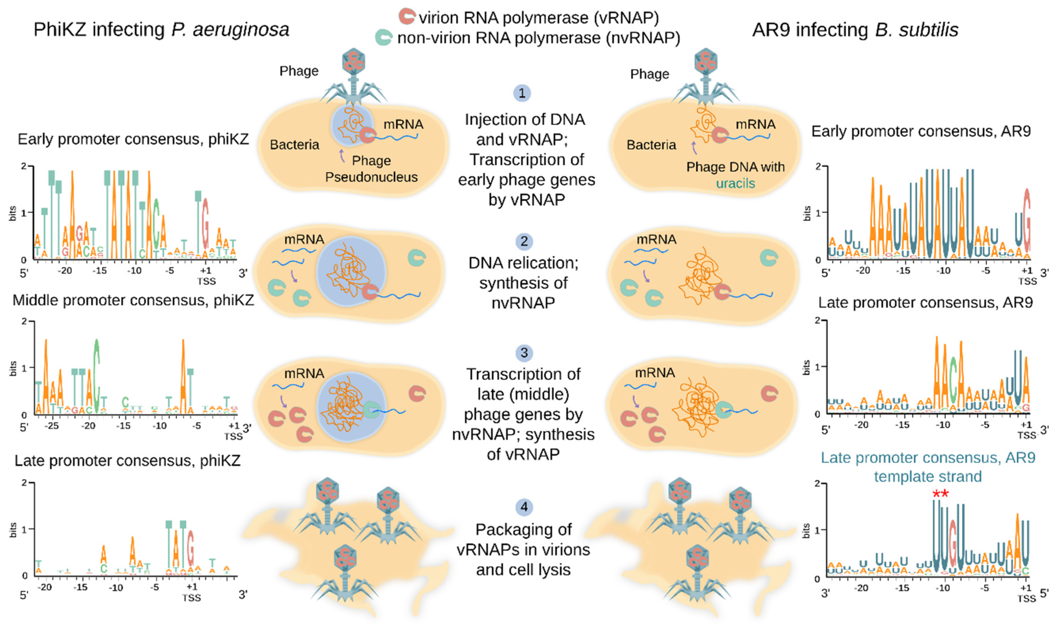 Viruses 12 01064 g002 Viruses 12 01064 g002