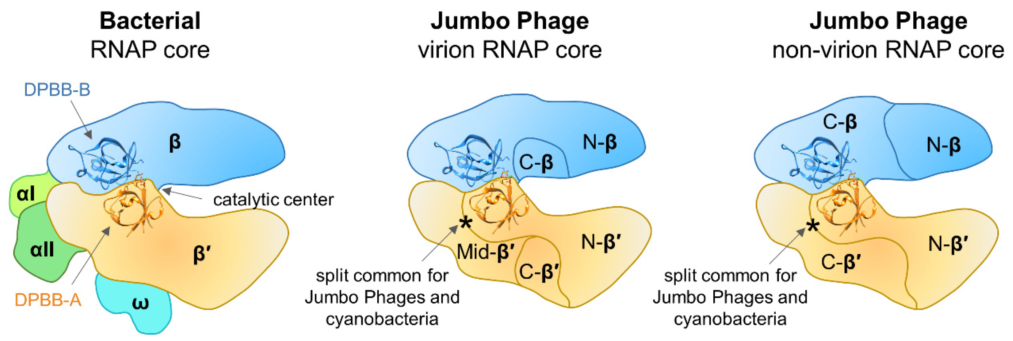 Viruses 12 01064 g003 Viruses 12 01064 g003