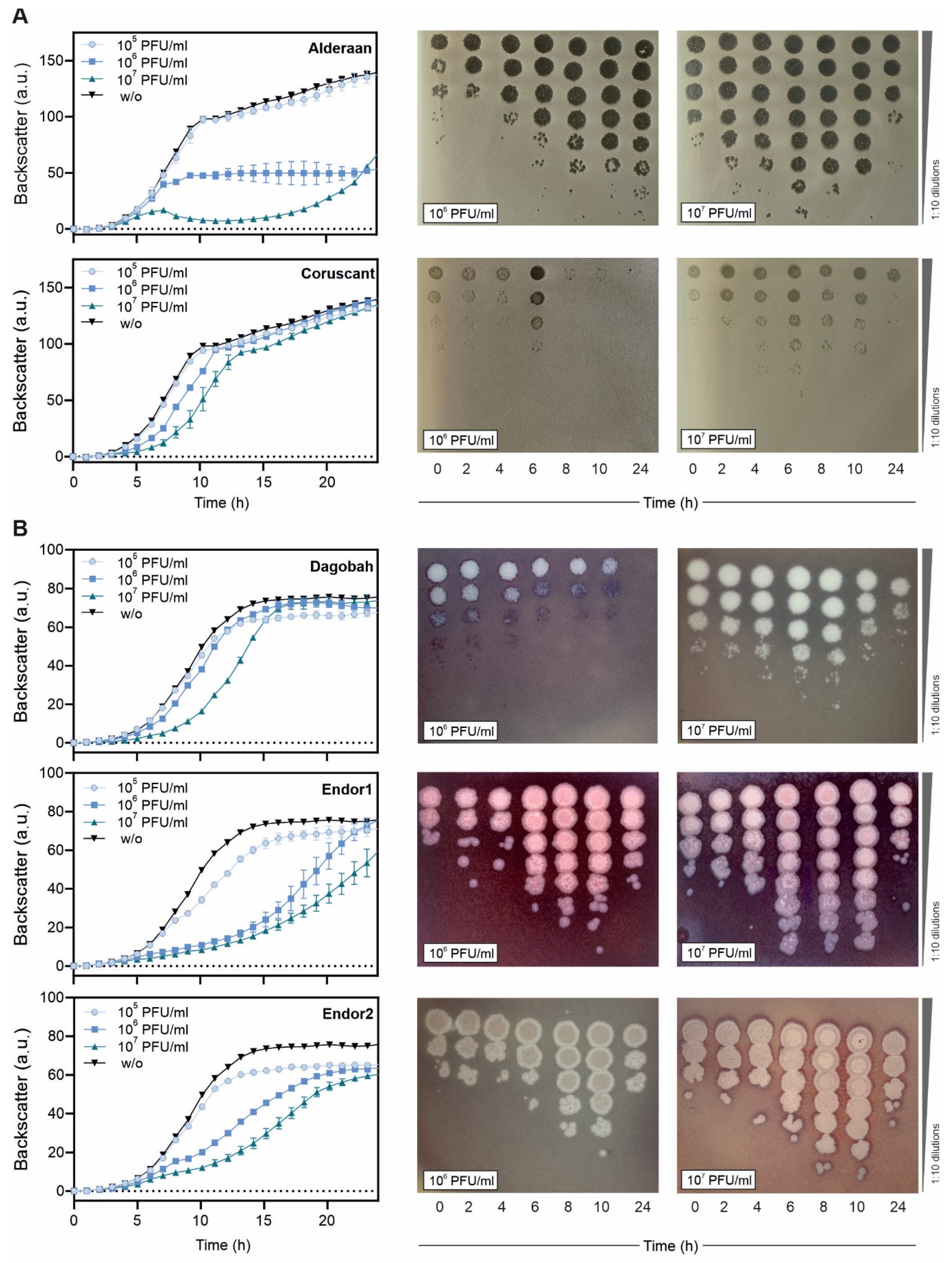 Viruses 12 01065 g002 Viruses 12 01065 g002