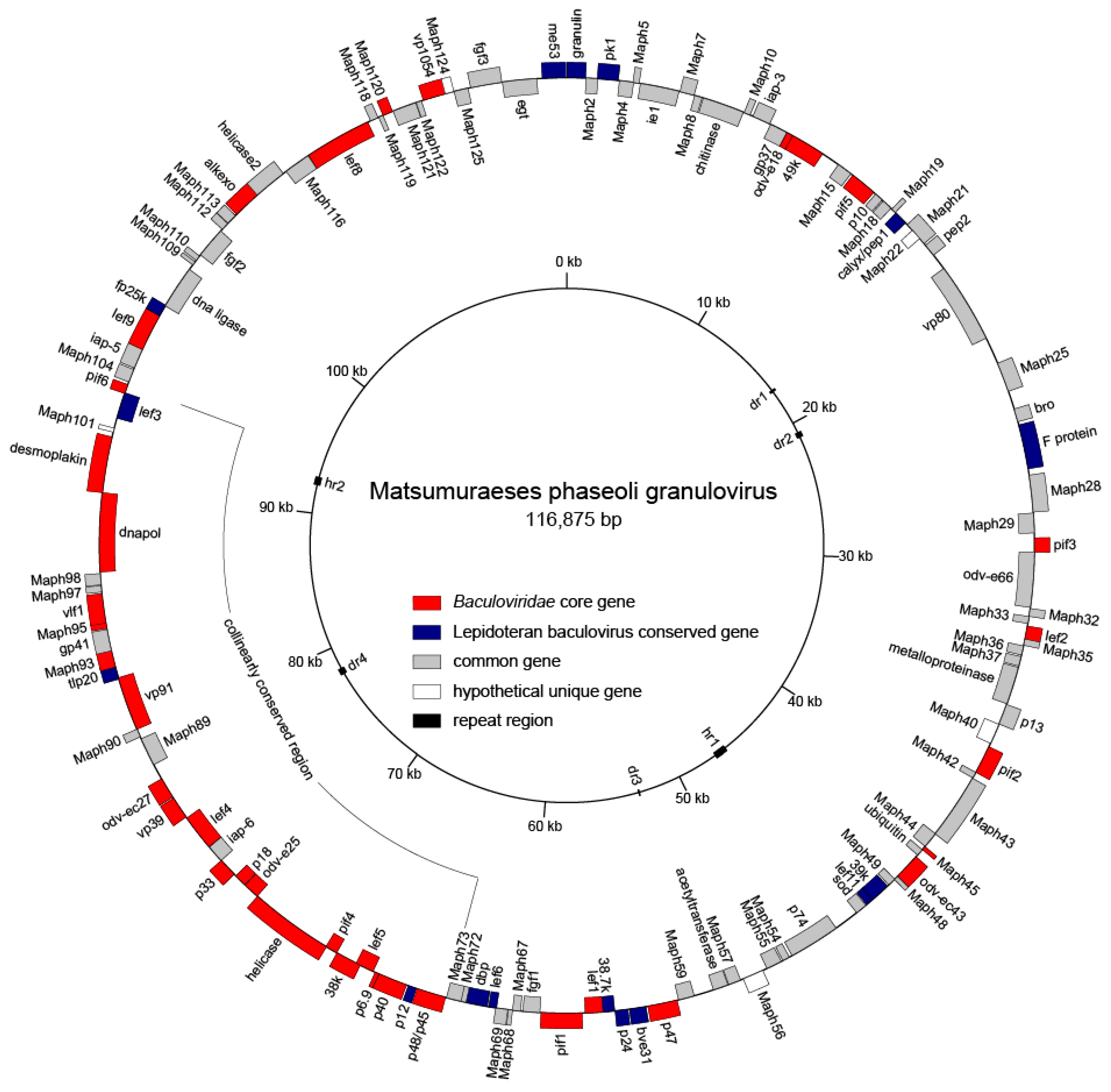 Viruses 12 01068 g002 Viruses 12 01068 g002