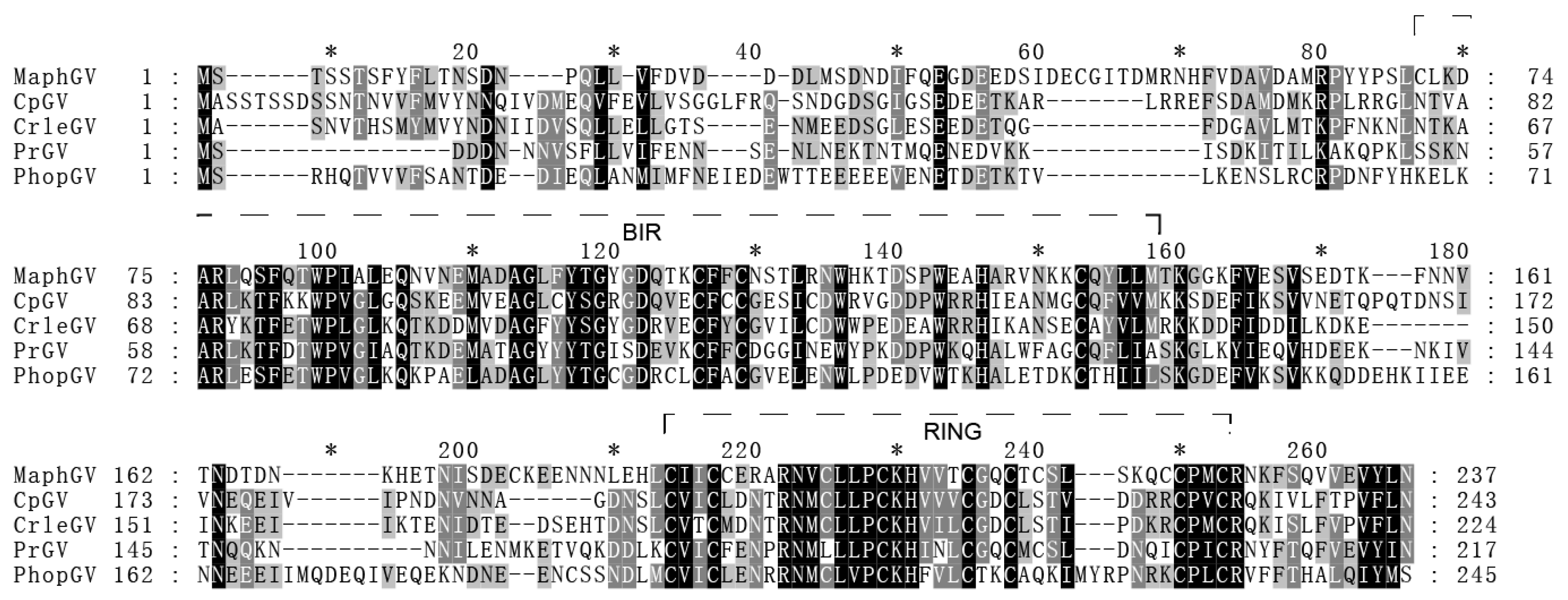 Viruses 12 01068 g007 Viruses 12 01068 g007