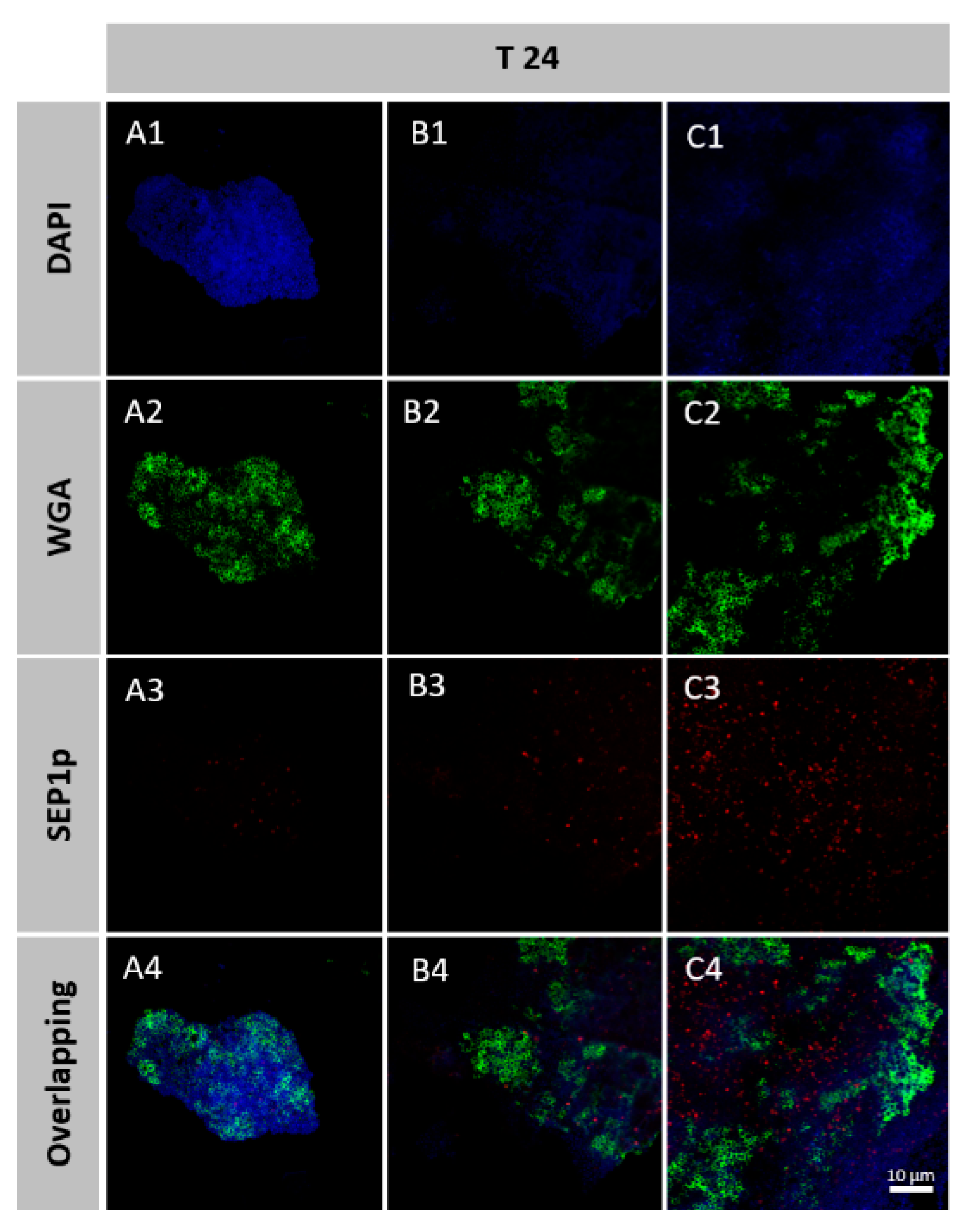 Viruses 12 01076 g005