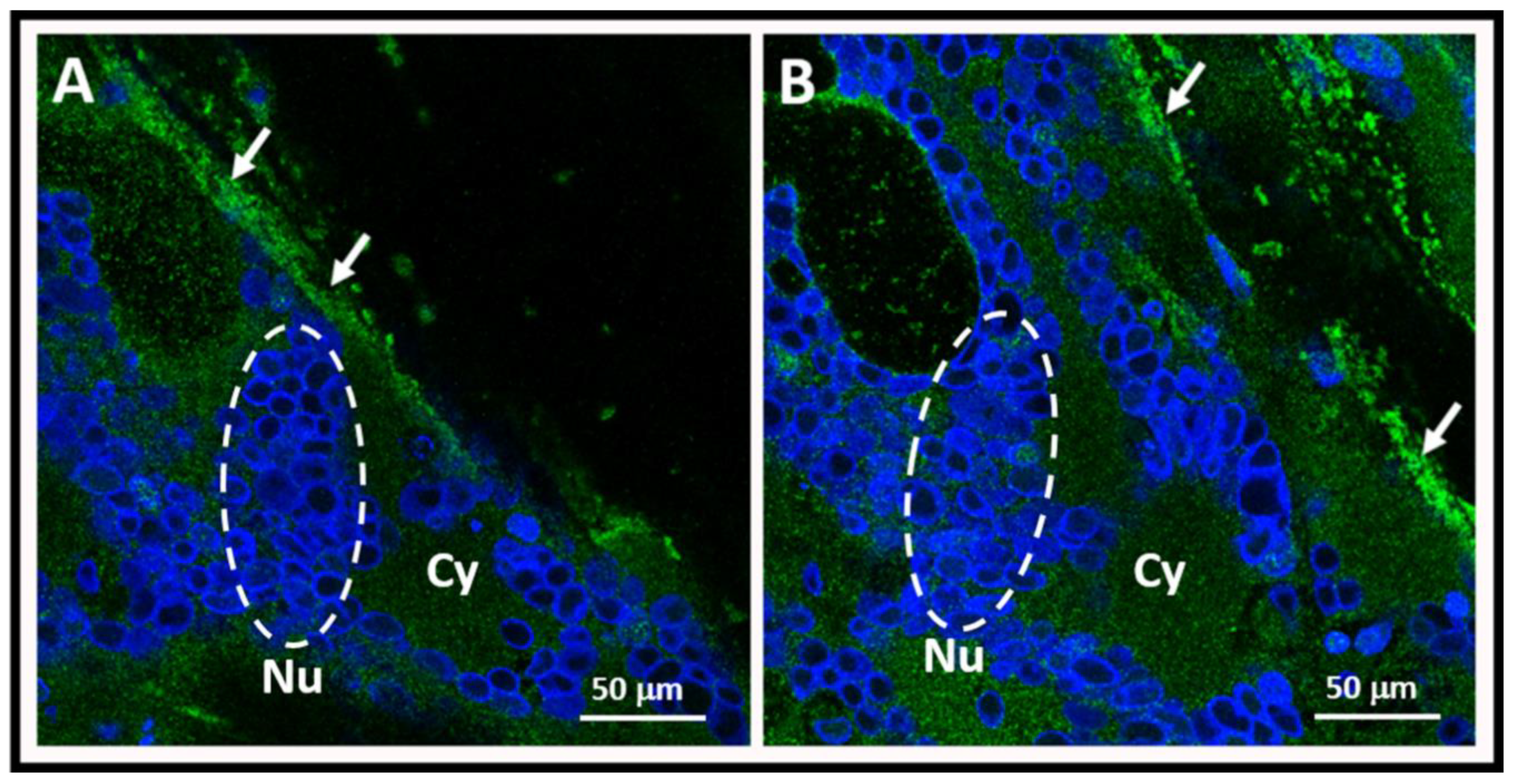 Viruses 12 01078 g003 Viruses 12 01078 g003
