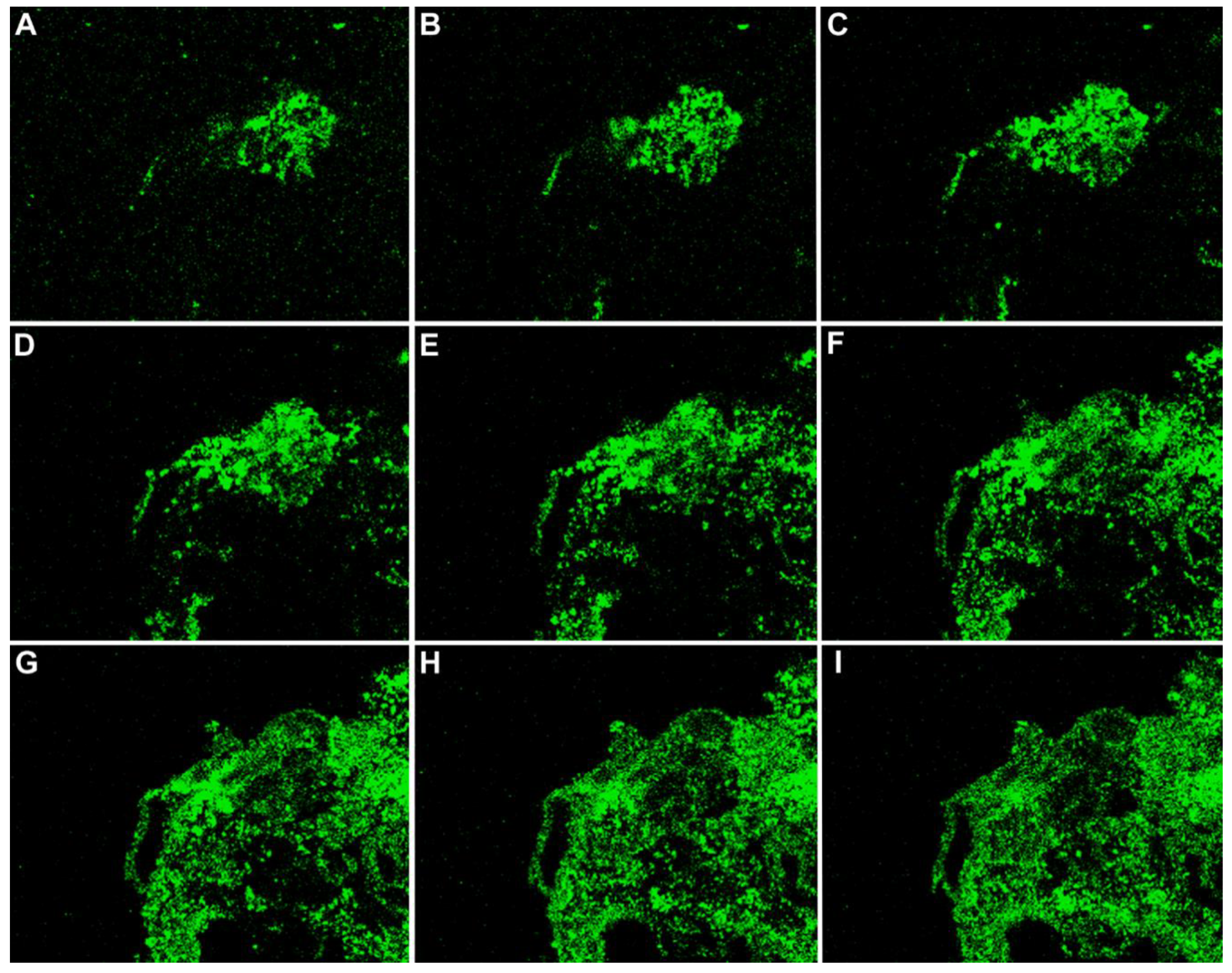 Viruses 12 01078 g009 Viruses 12 01078 g009