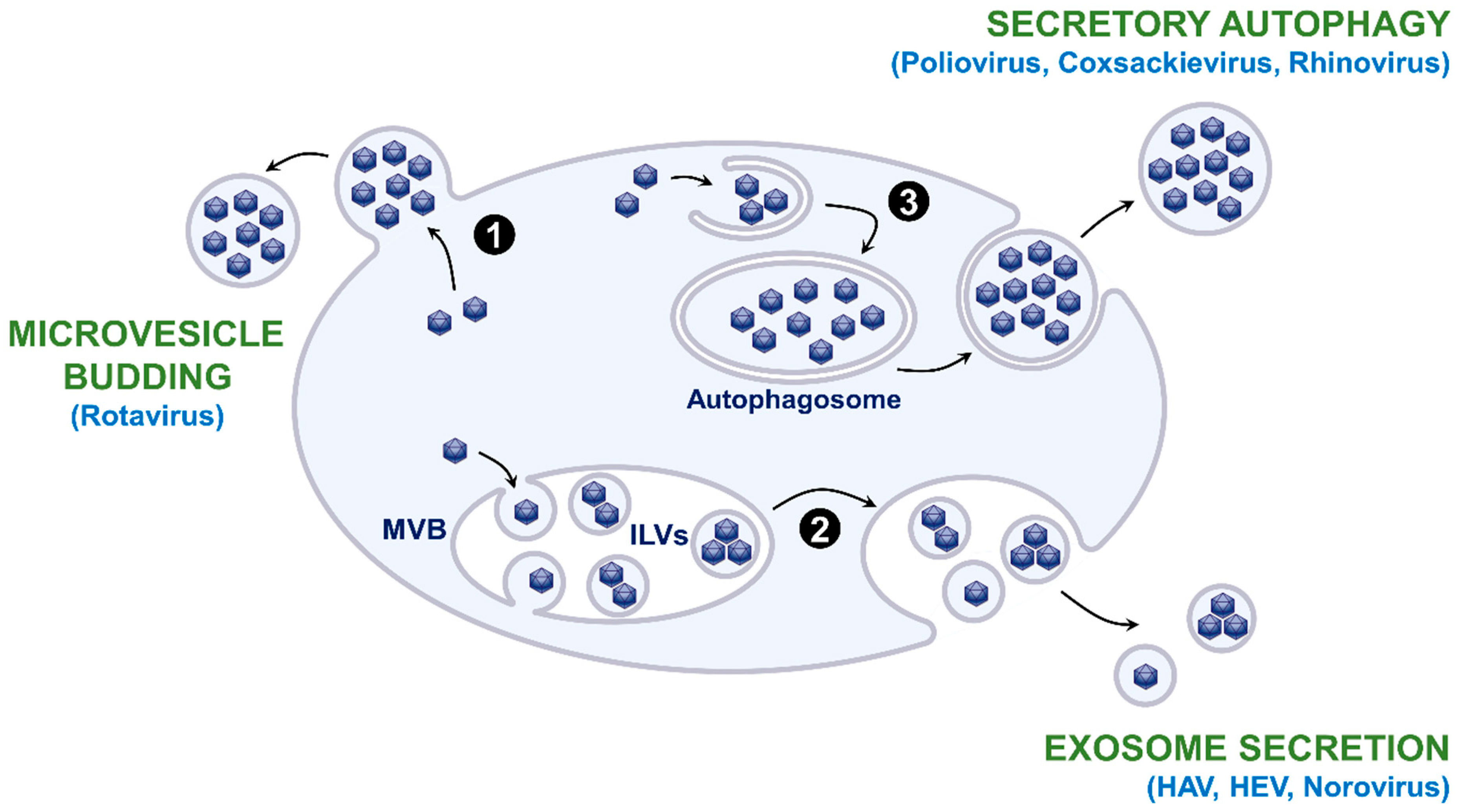 Viruses 12 01086 g001 Viruses 12 01086 g001