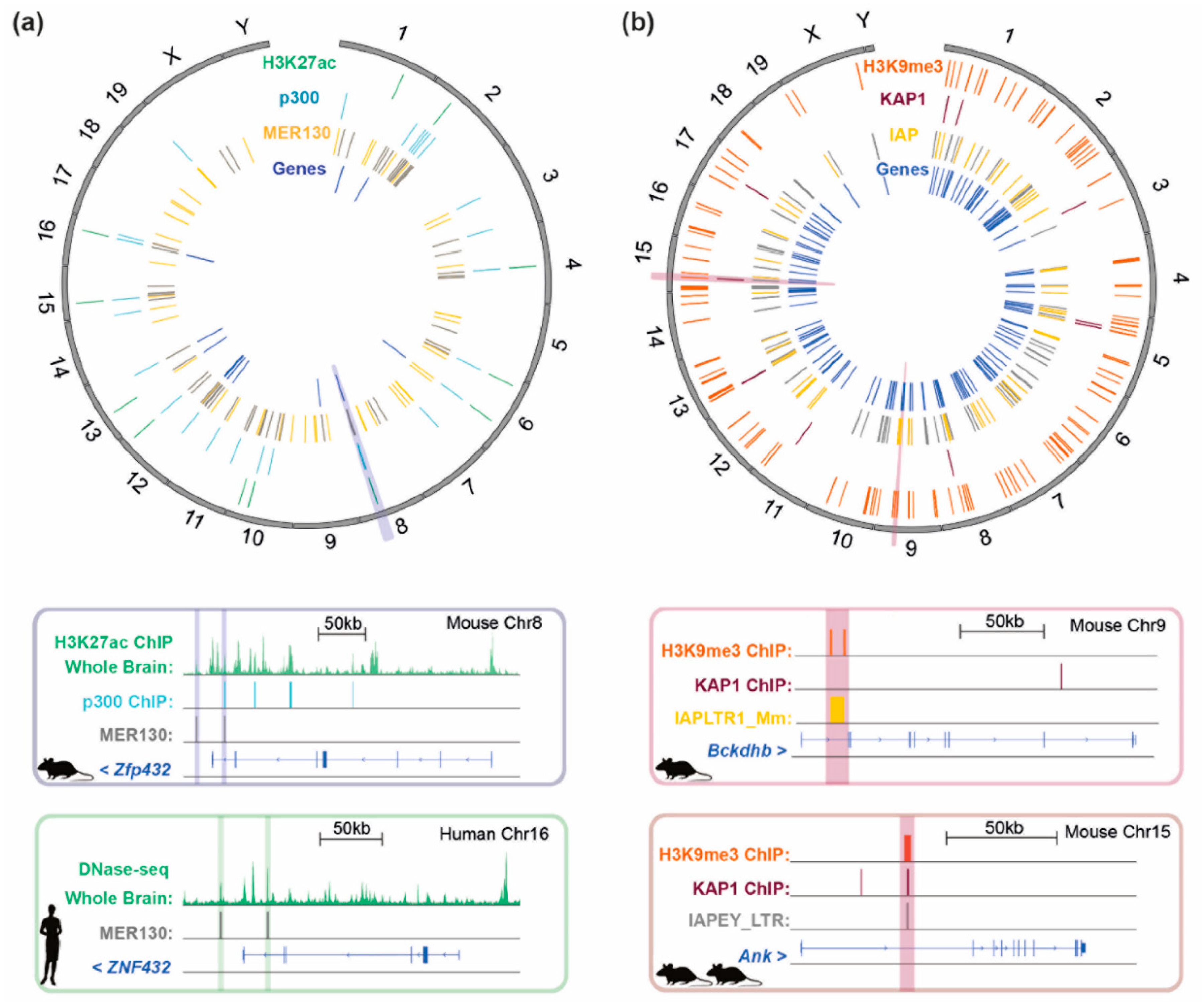 Viruses 12 01089 g005 Viruses 12 01089 g005
