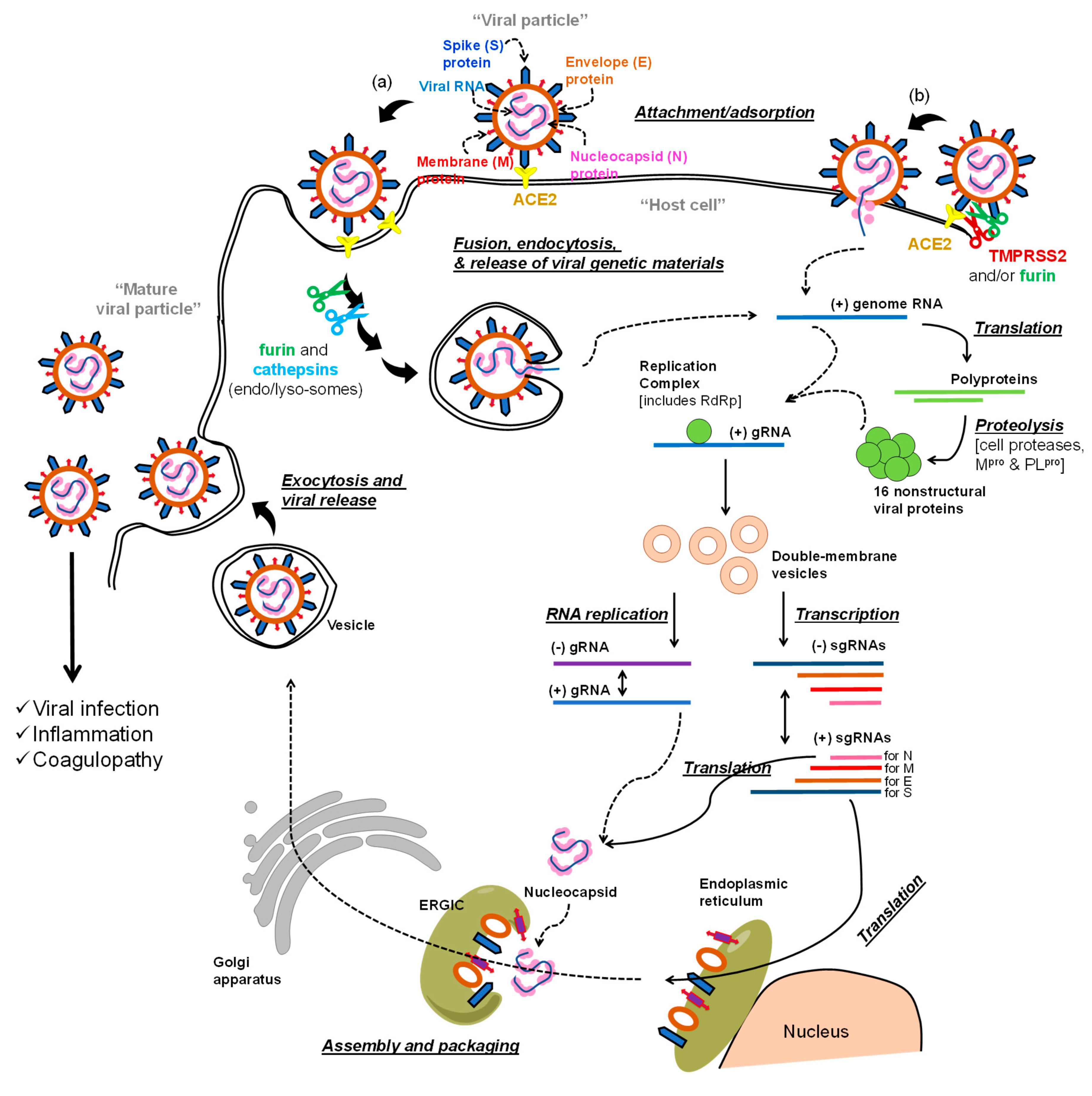 Viruses 12 01092 g001 Viruses 12 01092 g001