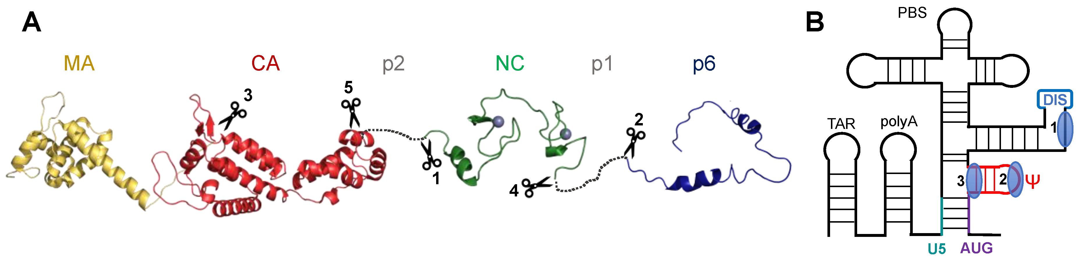 Viruses 12 01109 g001 Viruses 12 01109 g001