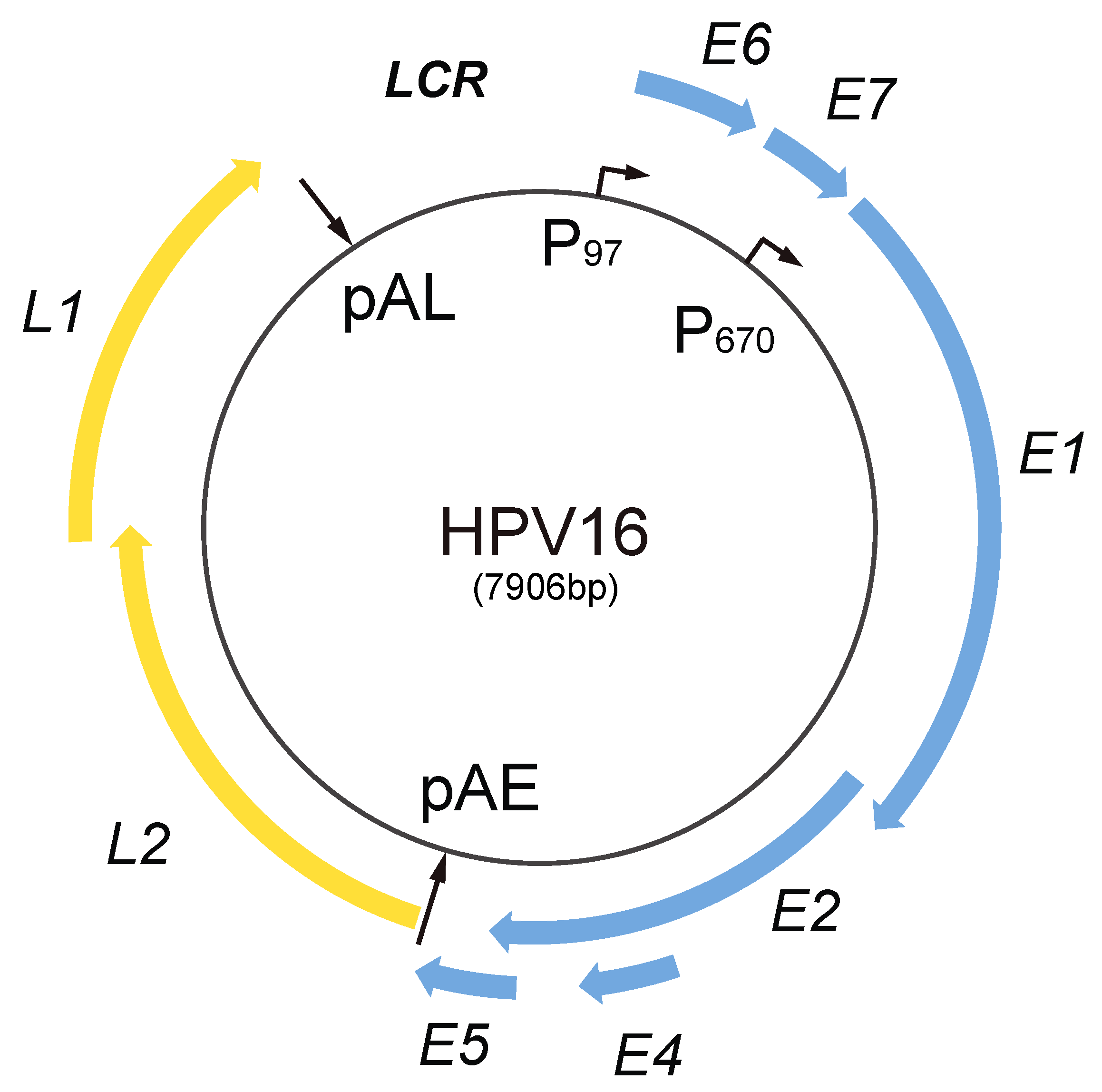 human papillomavirus type 16 gene)