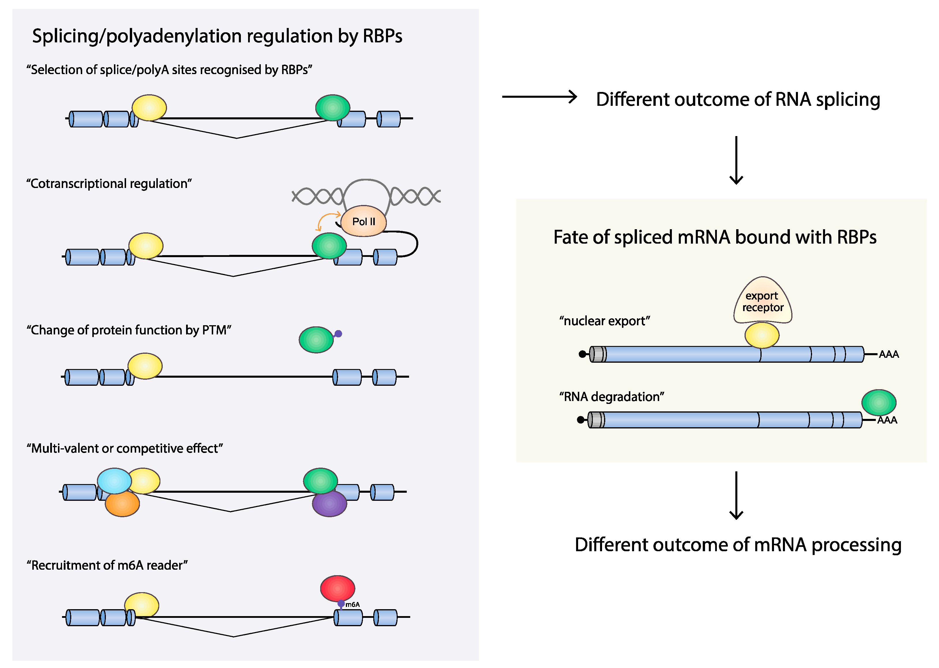 Viruses 12 01110 g003 Viruses 12 01110 g003