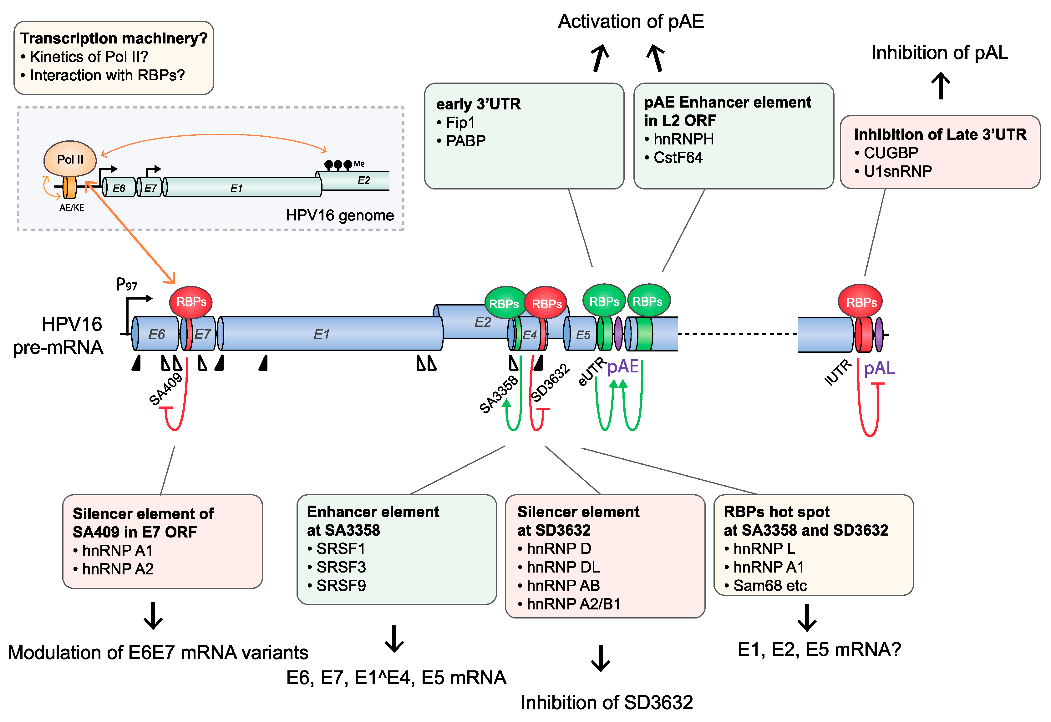 Viruses 12 01110 g004 Viruses 12 01110 g004