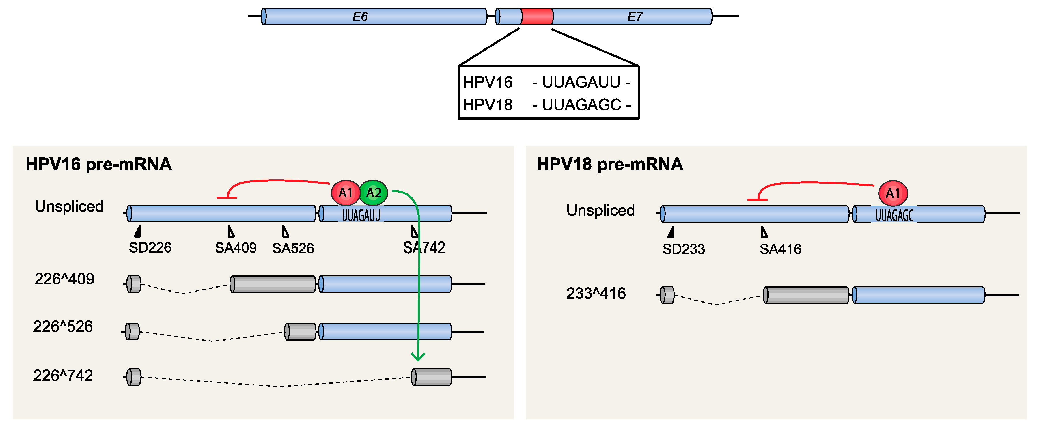 Viruses 12 01110 g005 Viruses 12 01110 g005