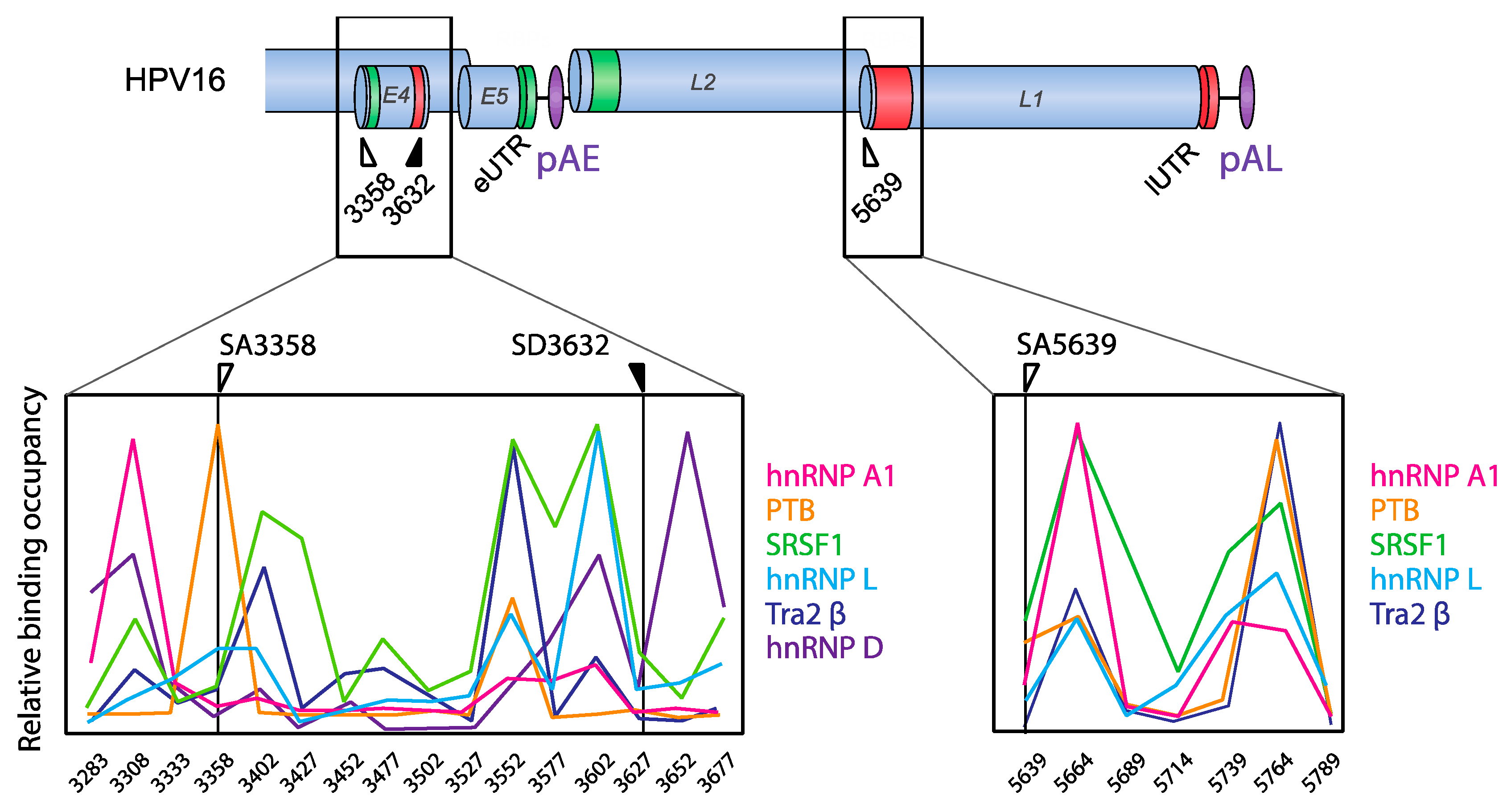 Viruses 12 01110 g006 Viruses 12 01110 g006